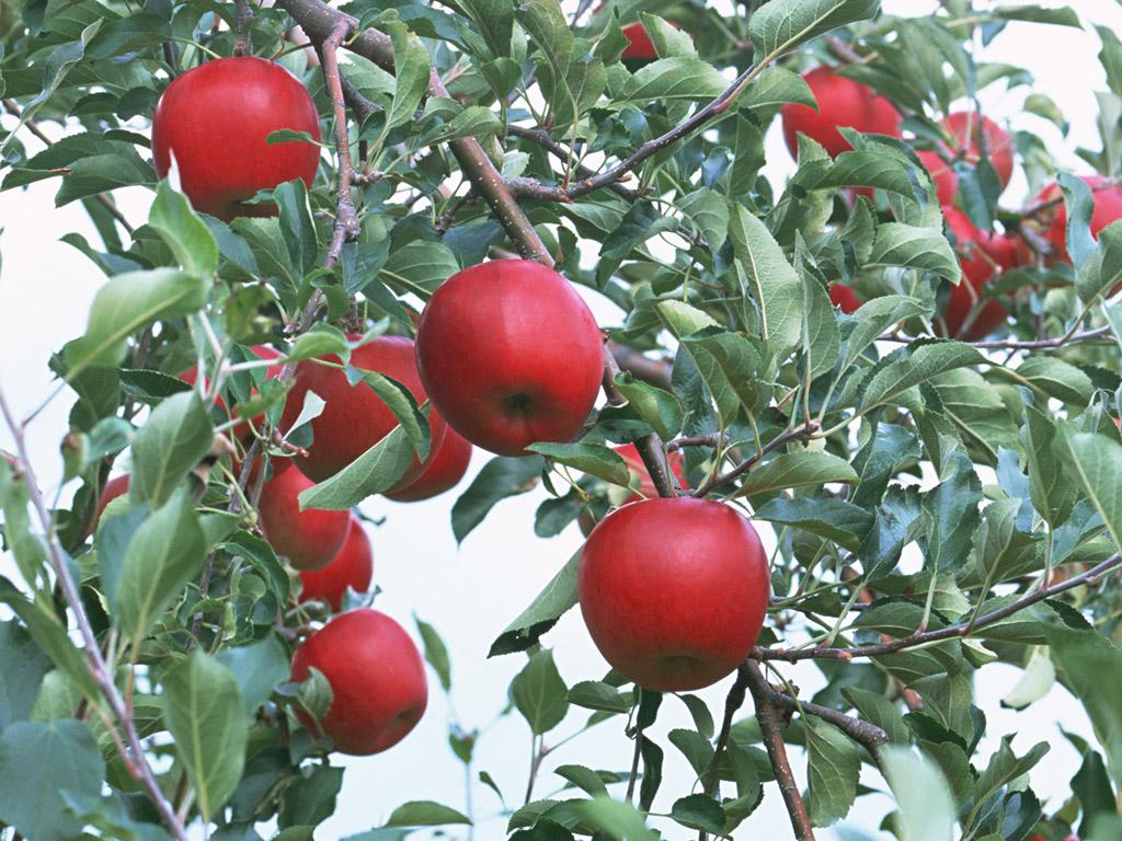 Apple Fruits Tree Wallpaper Download