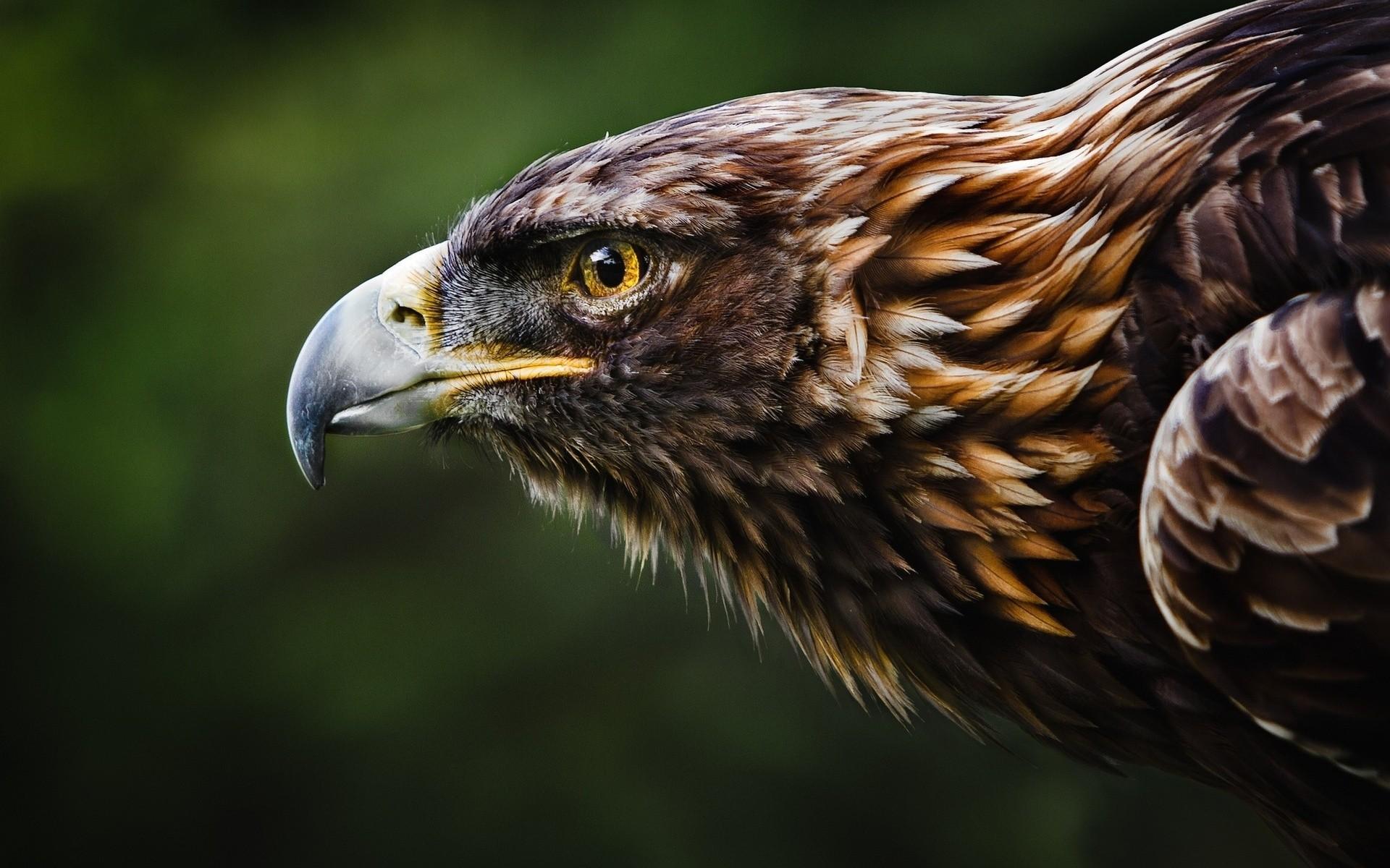 Daily Wallpaper: Golden Eagle. I Like To Waste My Time