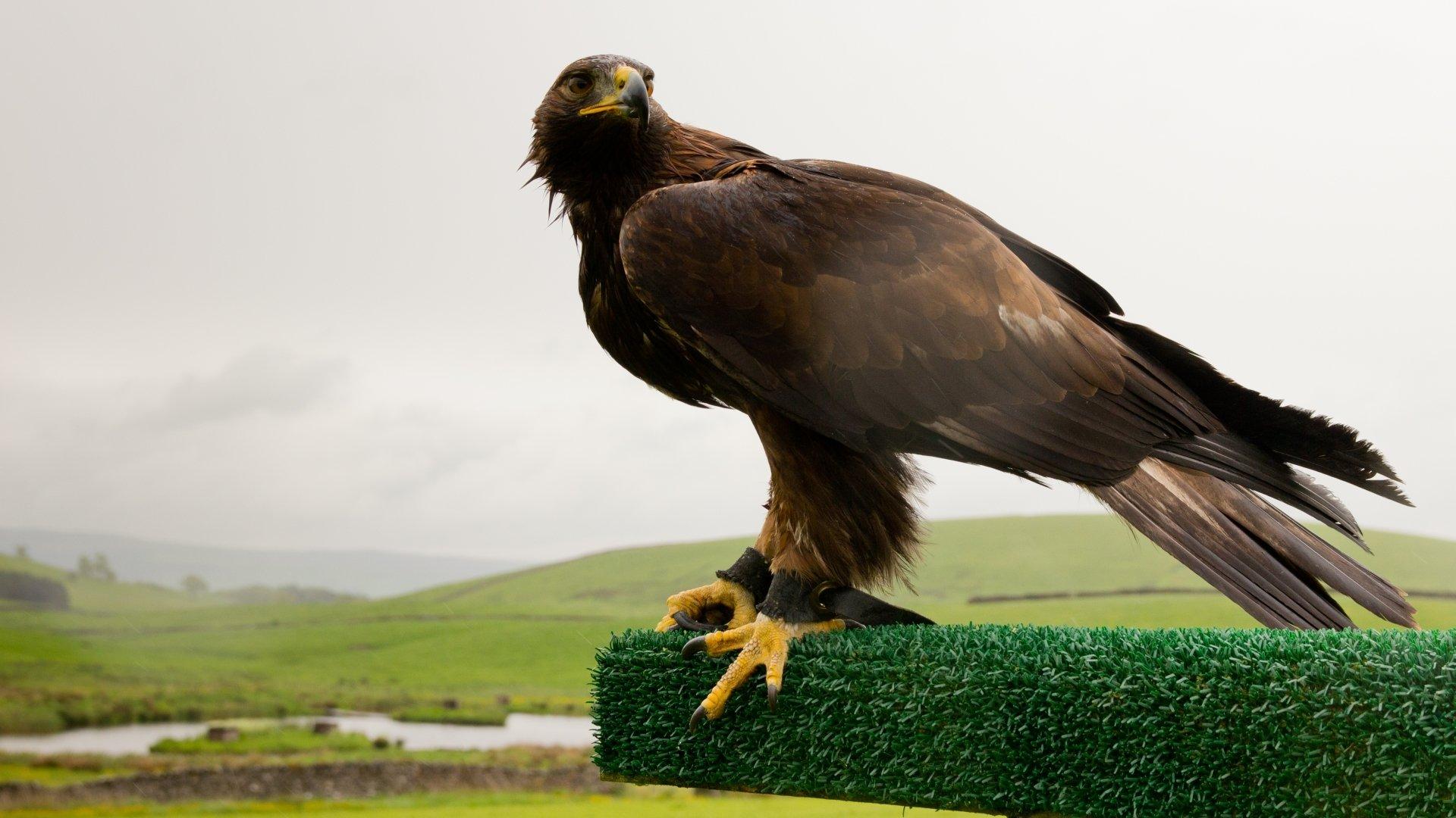 Golden Eagle HD Wallpaper and Background Image