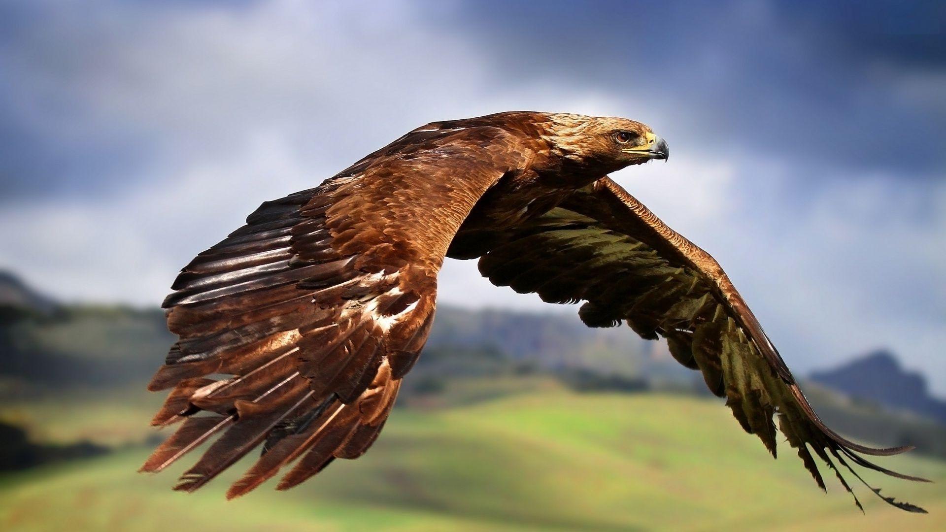 Beautiful Birls Golden Eagle Photo Free Download