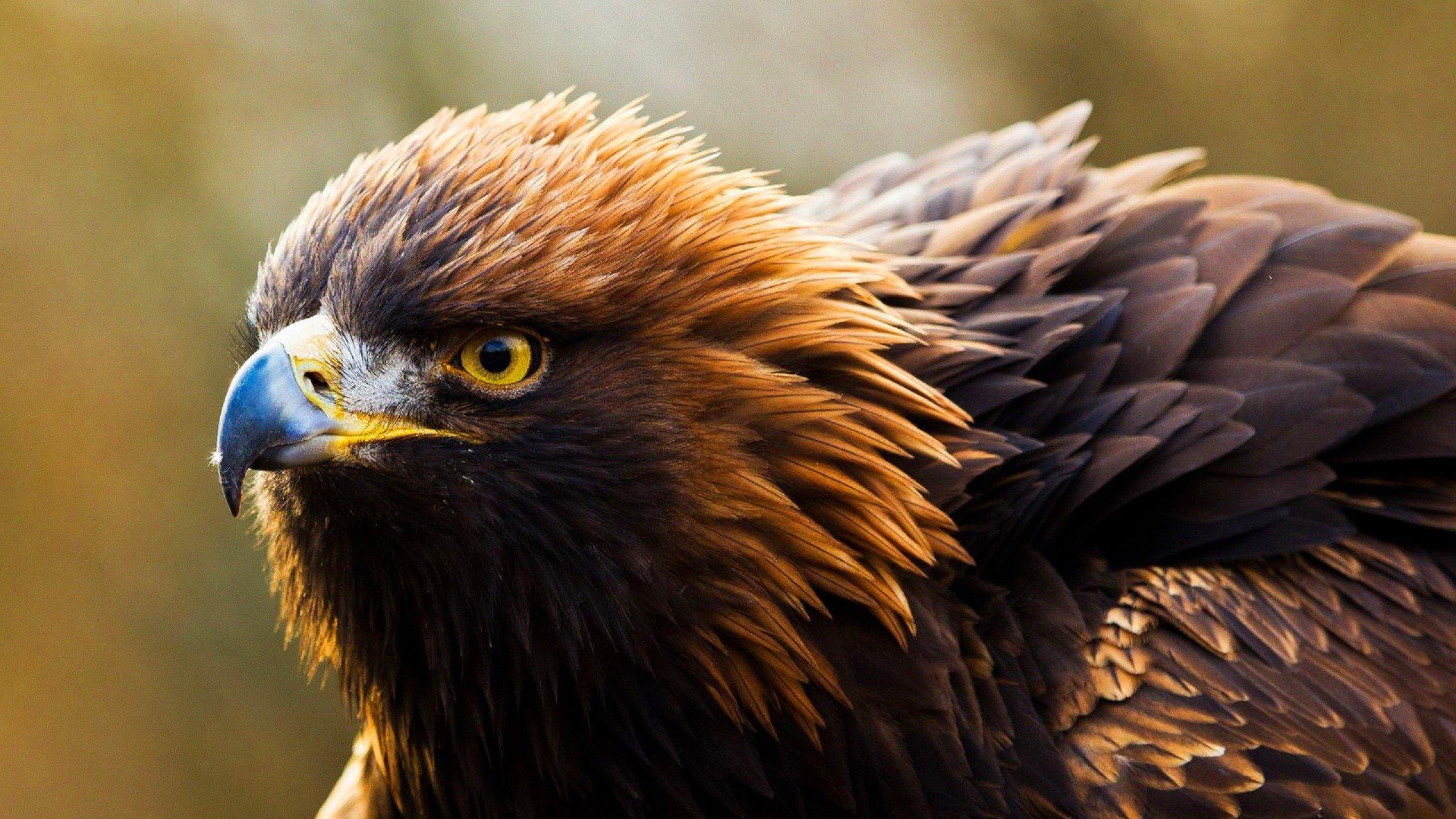 Golden Eagle Wallpaper 8 X 1440