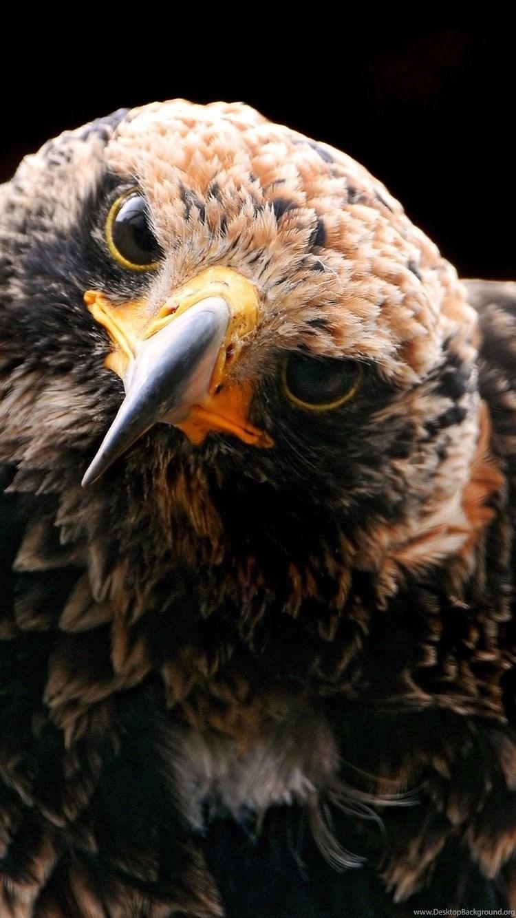 Golden Eagle iPhone 6 Wallpaper, iPhone 6 Background And Themes