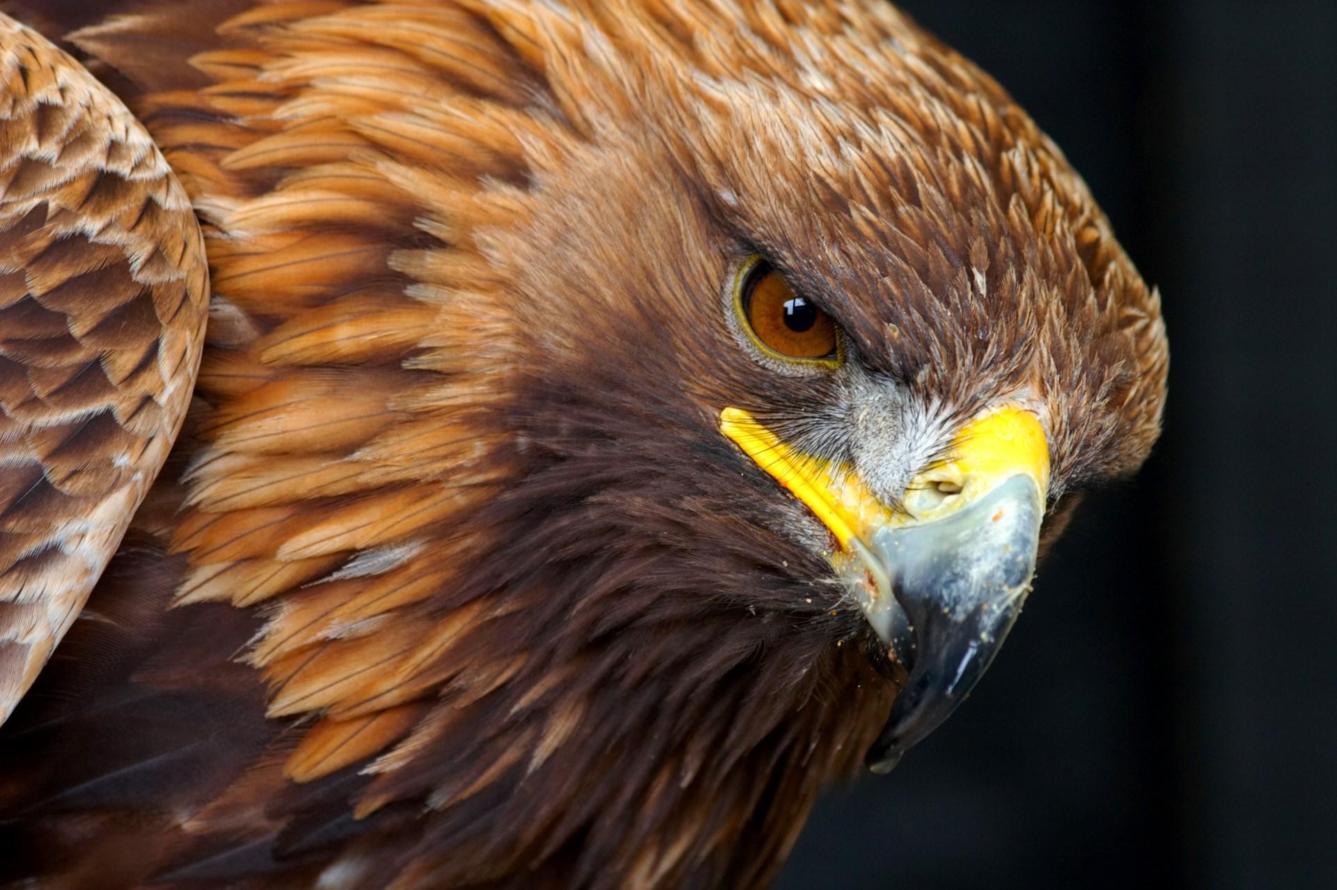 Golden Eagle Wallpaper HD, image collections of wallpaper