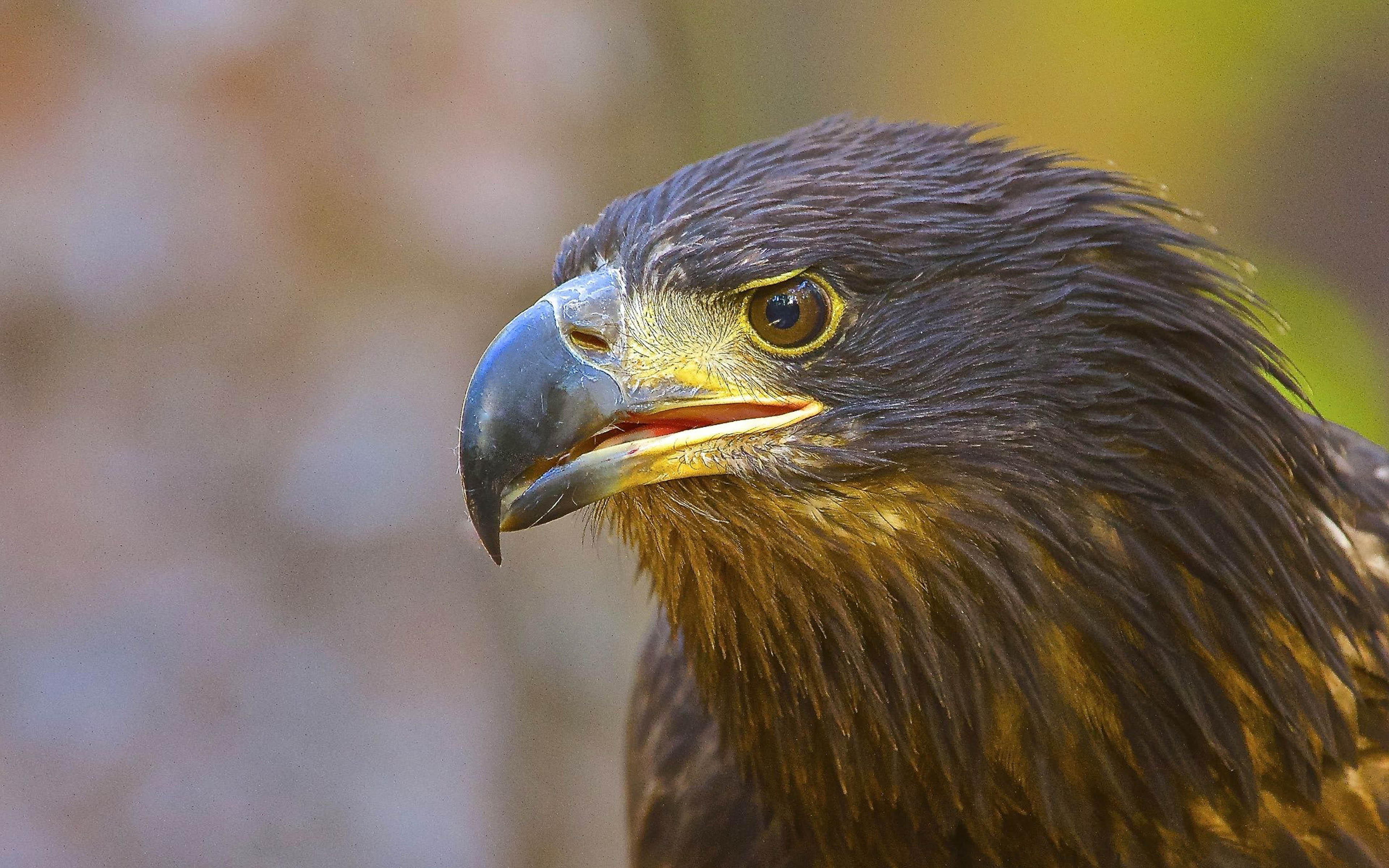 Golden Eagle Juvenile Bird Of Prey Desktop HD Wallpaper For Mobile