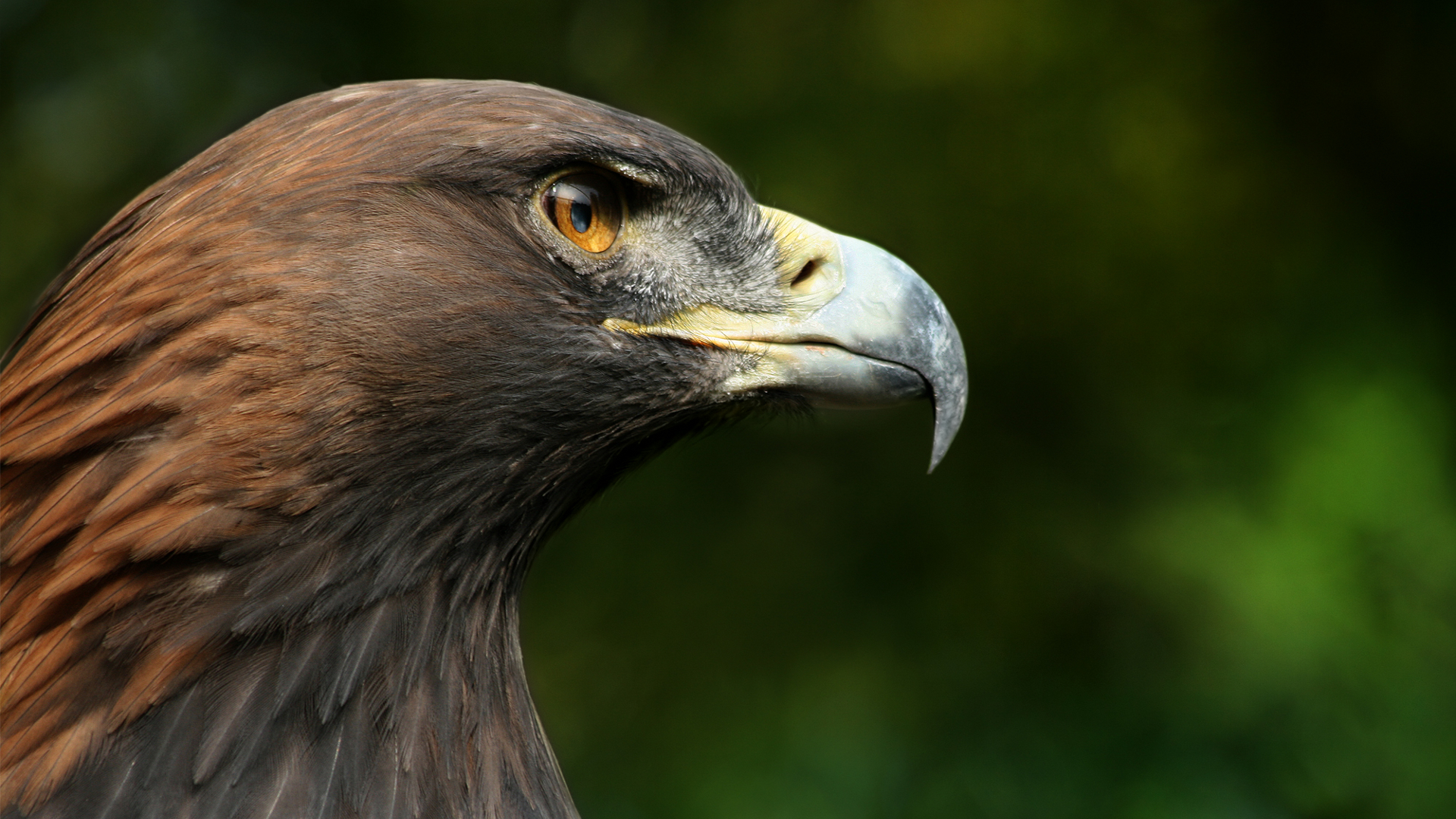 Eagle Wallpaper HD Background, Image, Pics, Photo Free Download