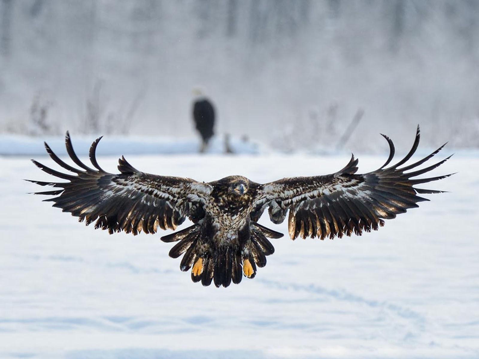 Flying Eagle Wallpaper , Find HD Wallpaper For Free