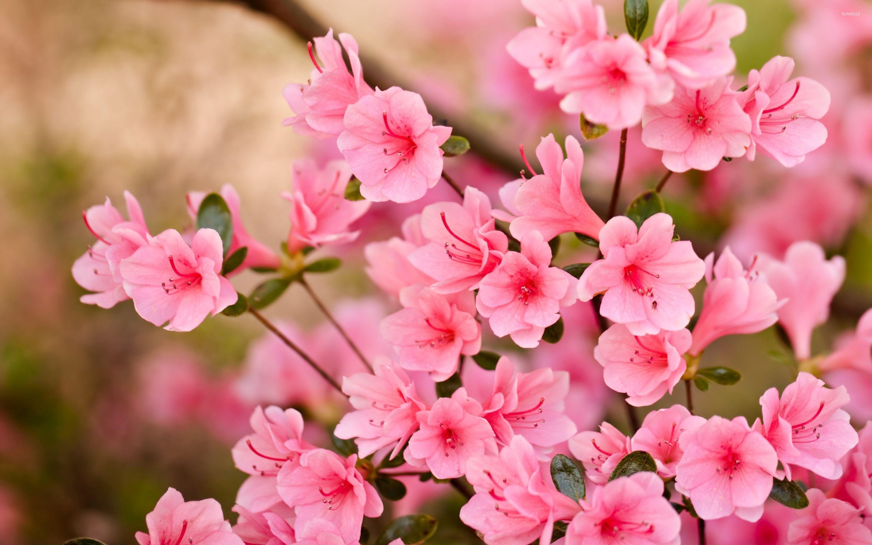 Pink blossoms [8] wallpaper wallpaper