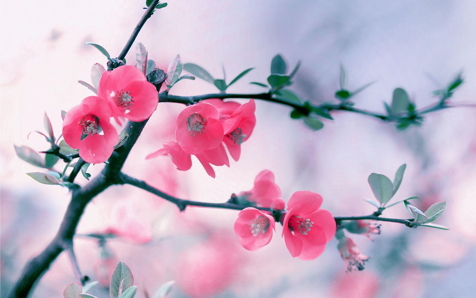 Blossom HD Wallpaper