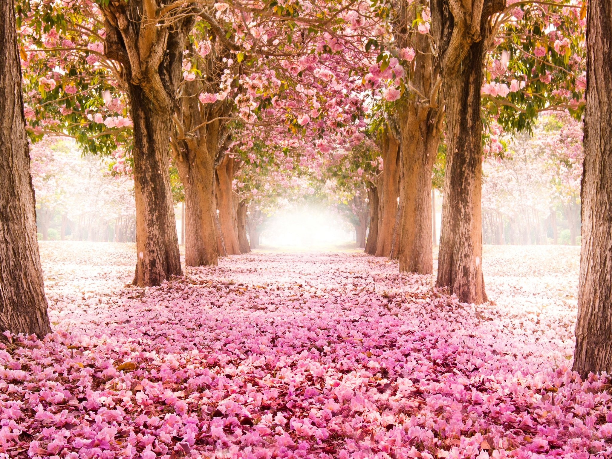 Blossom Wallpaper 10 X 1536