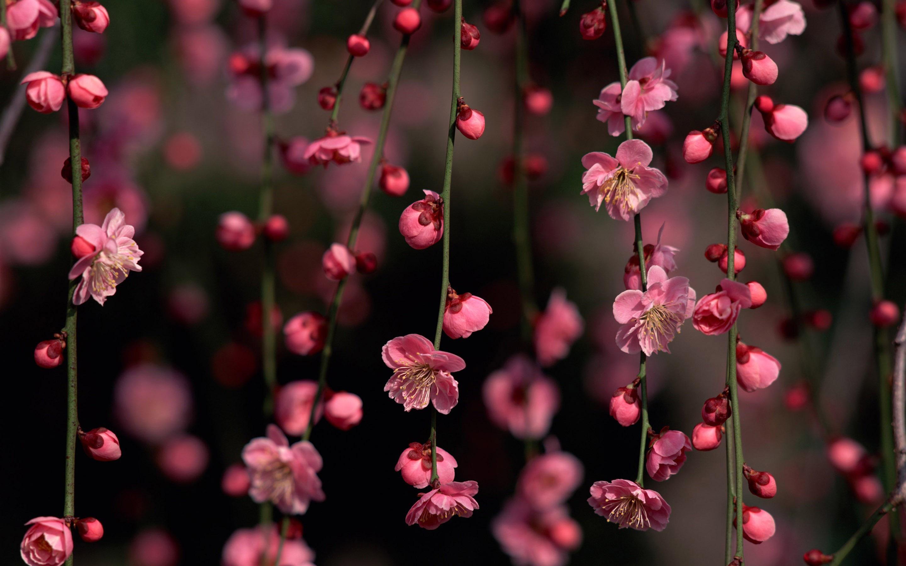 Cherry Blossom Background