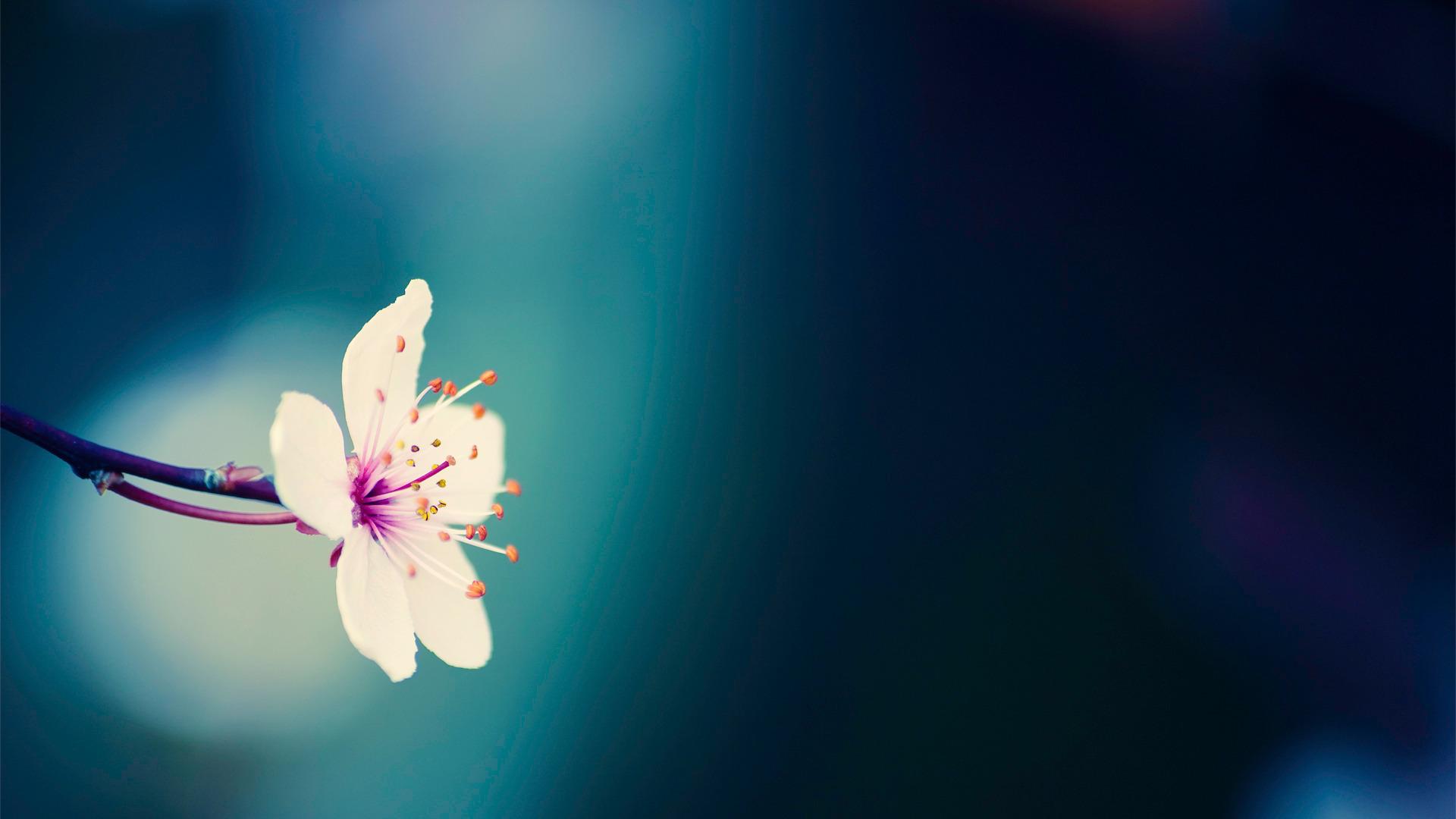 Flowers Cherry Blossom Wallpaper