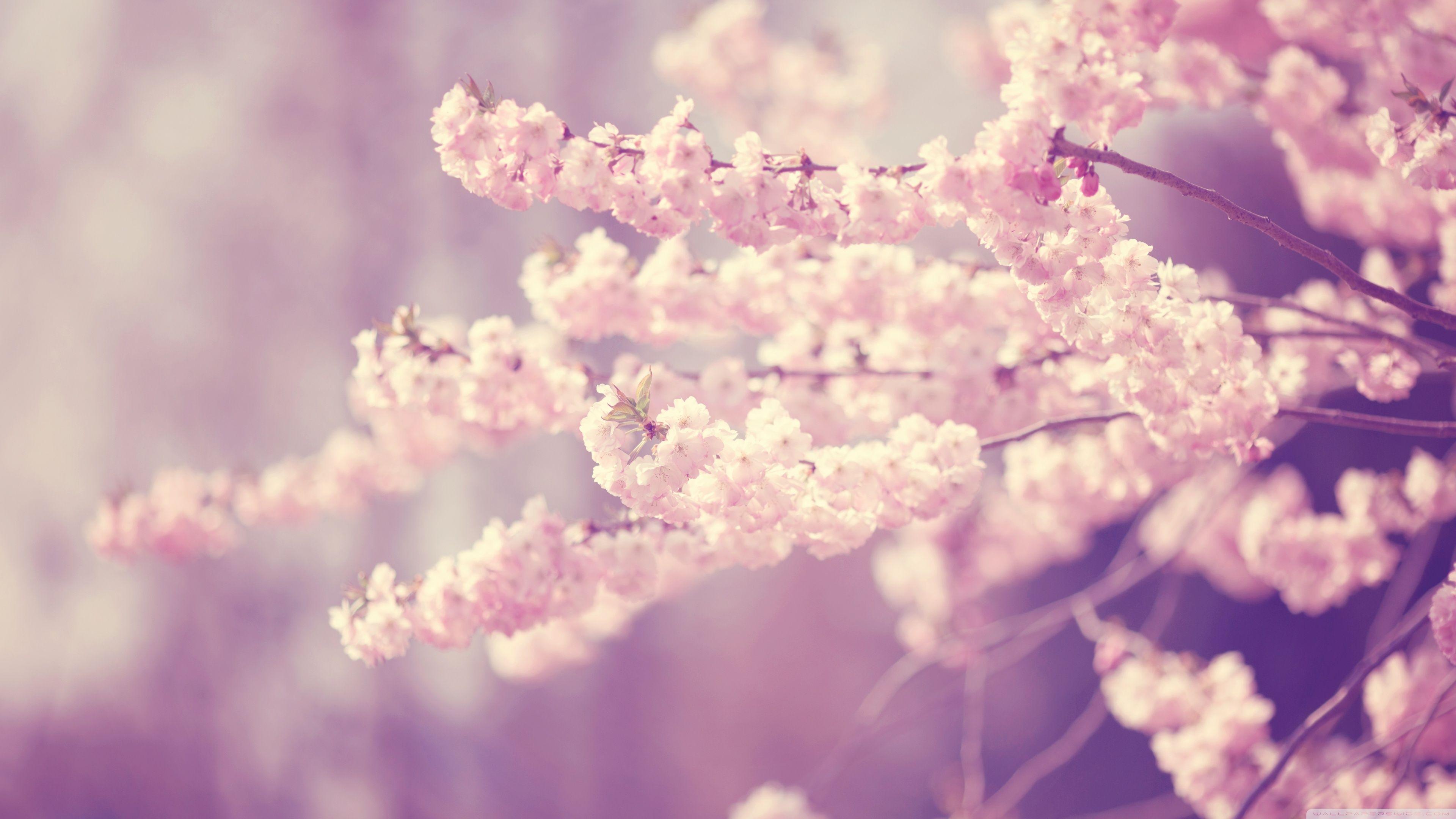 Pink Cherry Blossom Wallpaper Free Pink Cherry Blossom Background