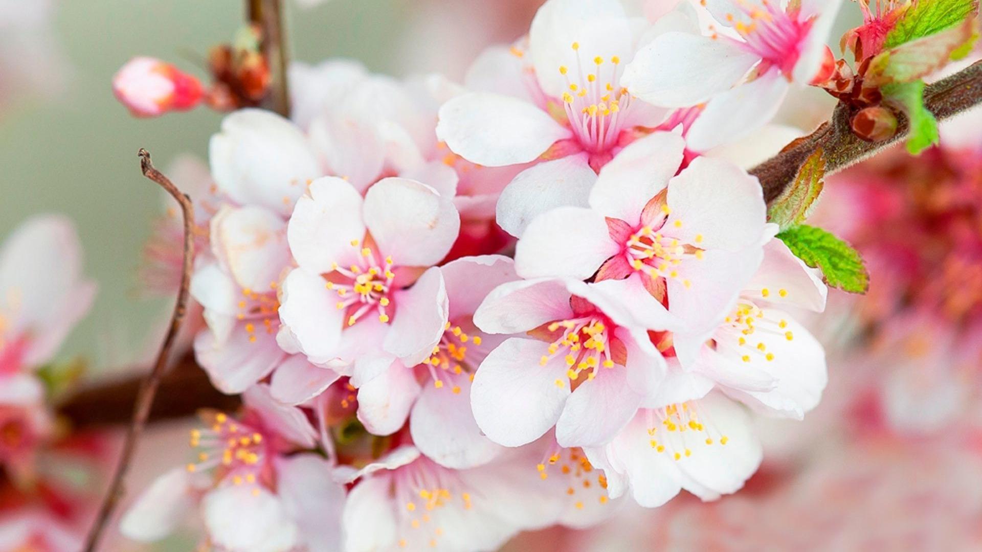 Blossom Wallpaper 2 X 1200