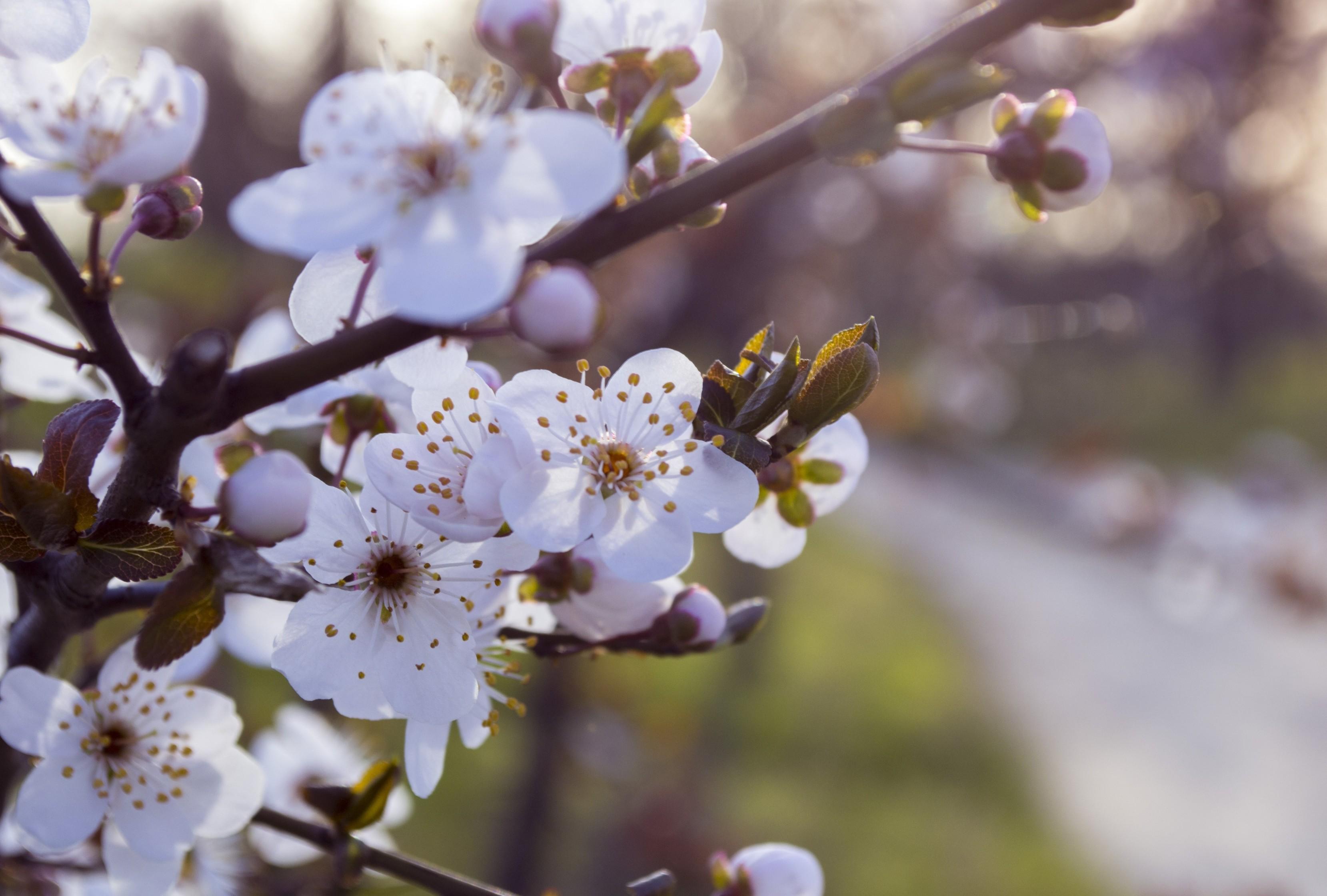 Download 3318x2240 Tree, Blossom Wallpaper
