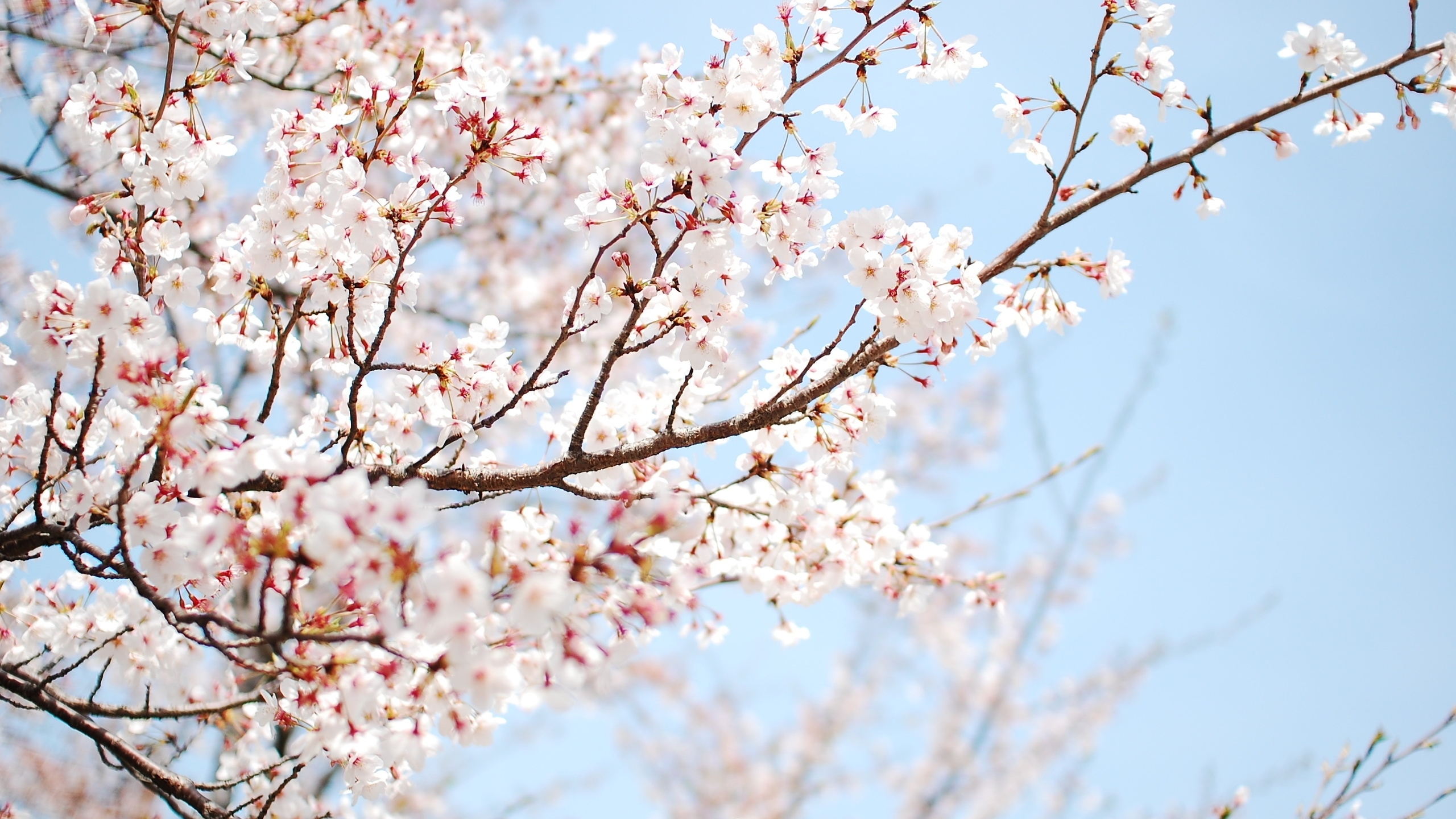 Most Popular Cherry Blossom Wallpaper HD FULL HD 1080p For PC