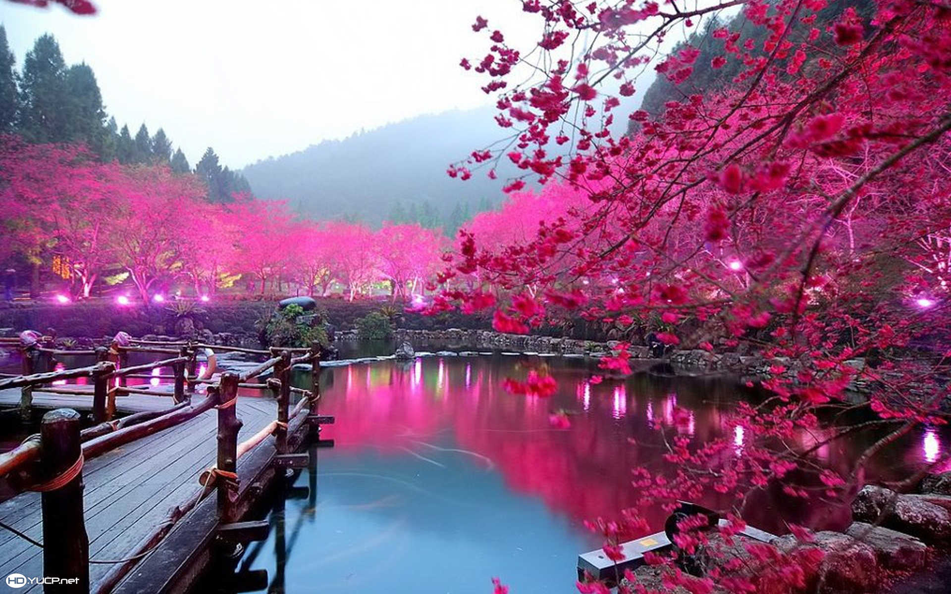 Cherry Blossom Wallpaper Dowload. HD Desktop, UHD, 4K, Mobile