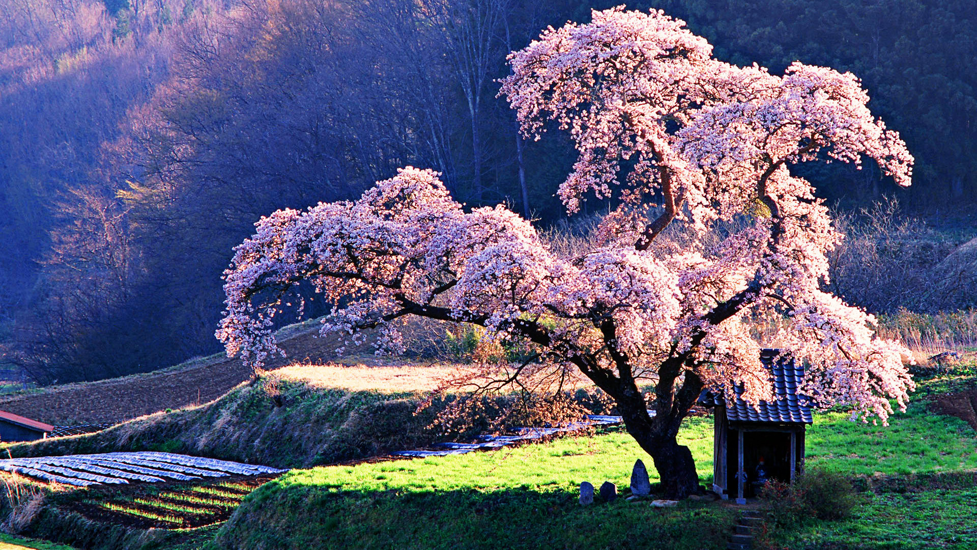 Cherry Blossom Background