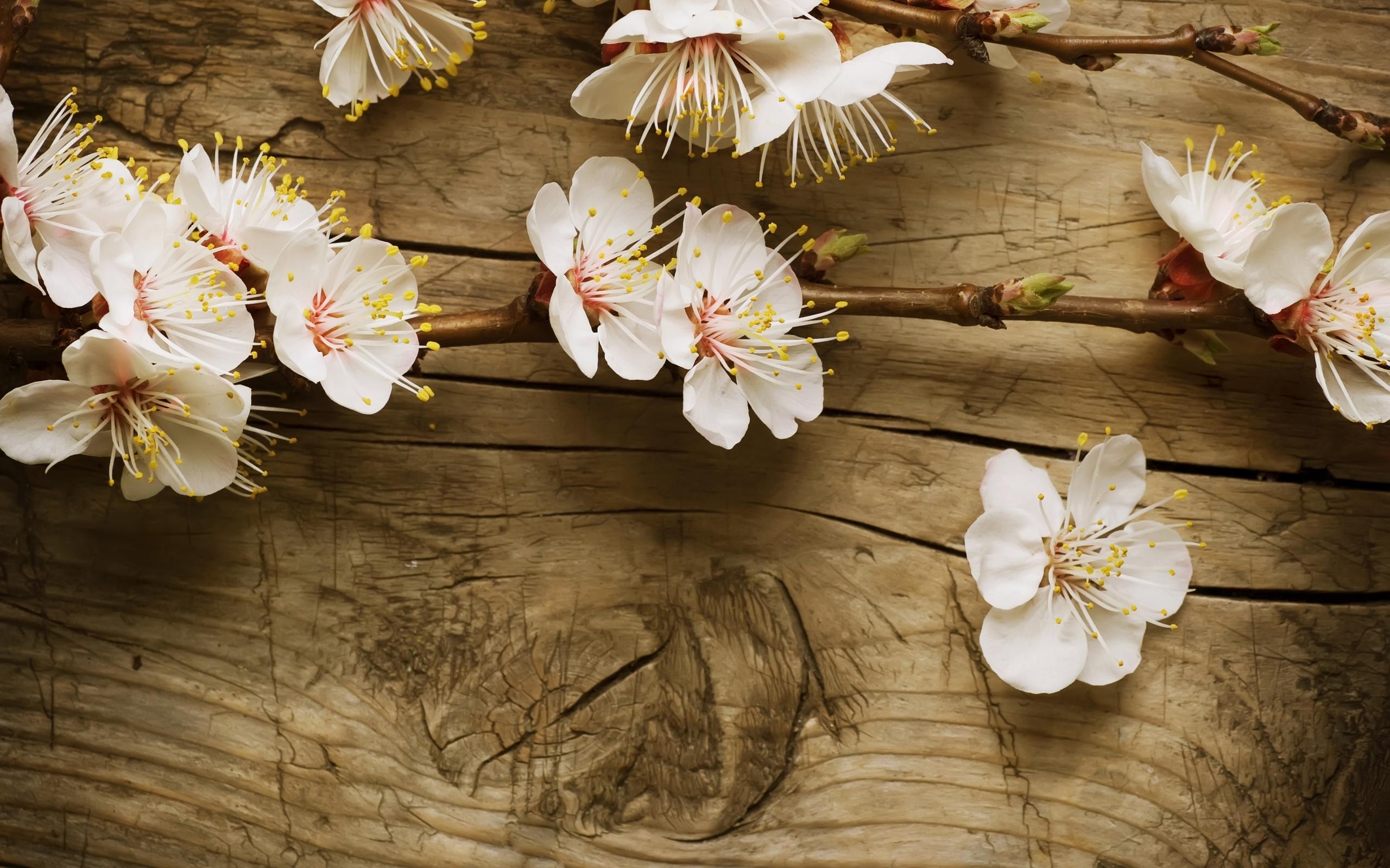 White Cherry Blossom Wallpaper