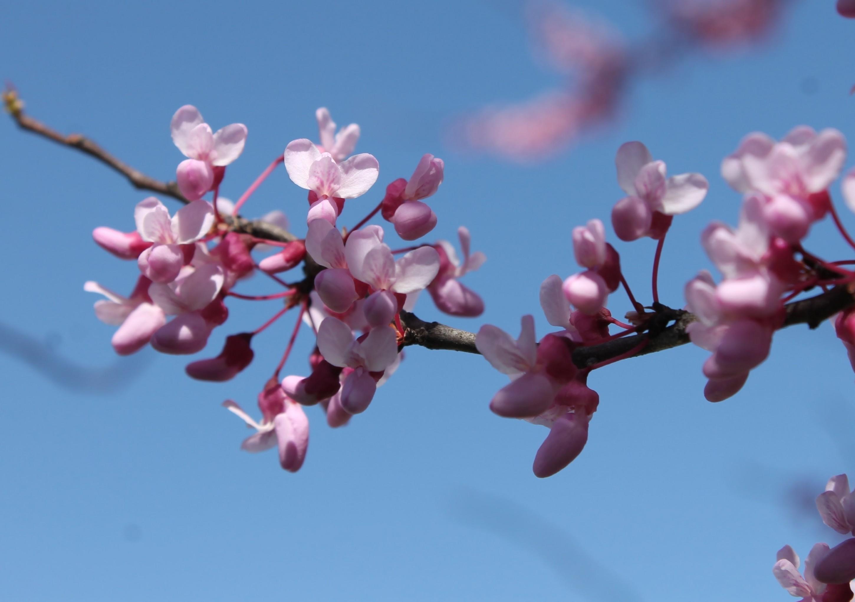 Download 2900x2044 Pink Flowers, Tree, Spring Blossom Wallpaper