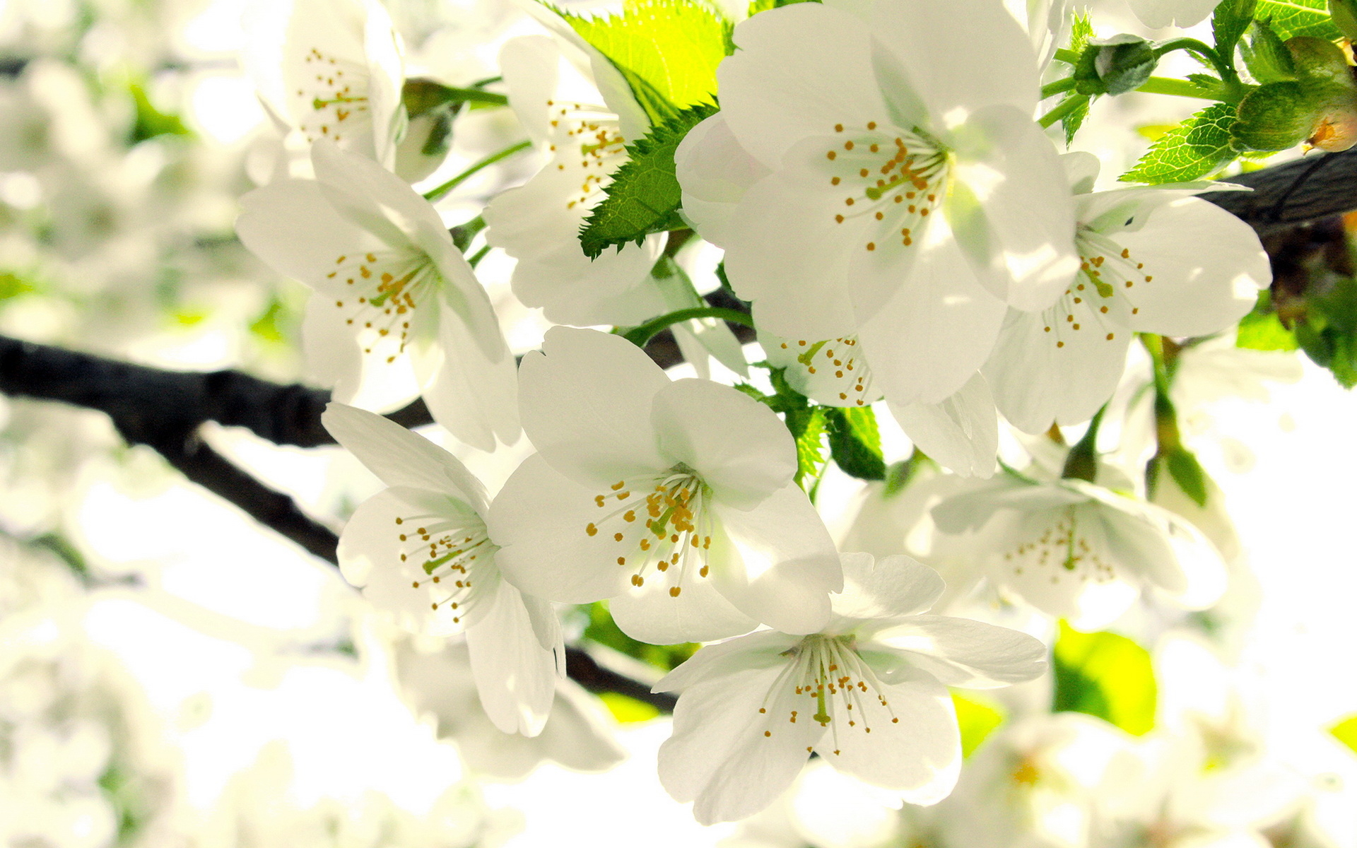 Apple blossom wallpaper
