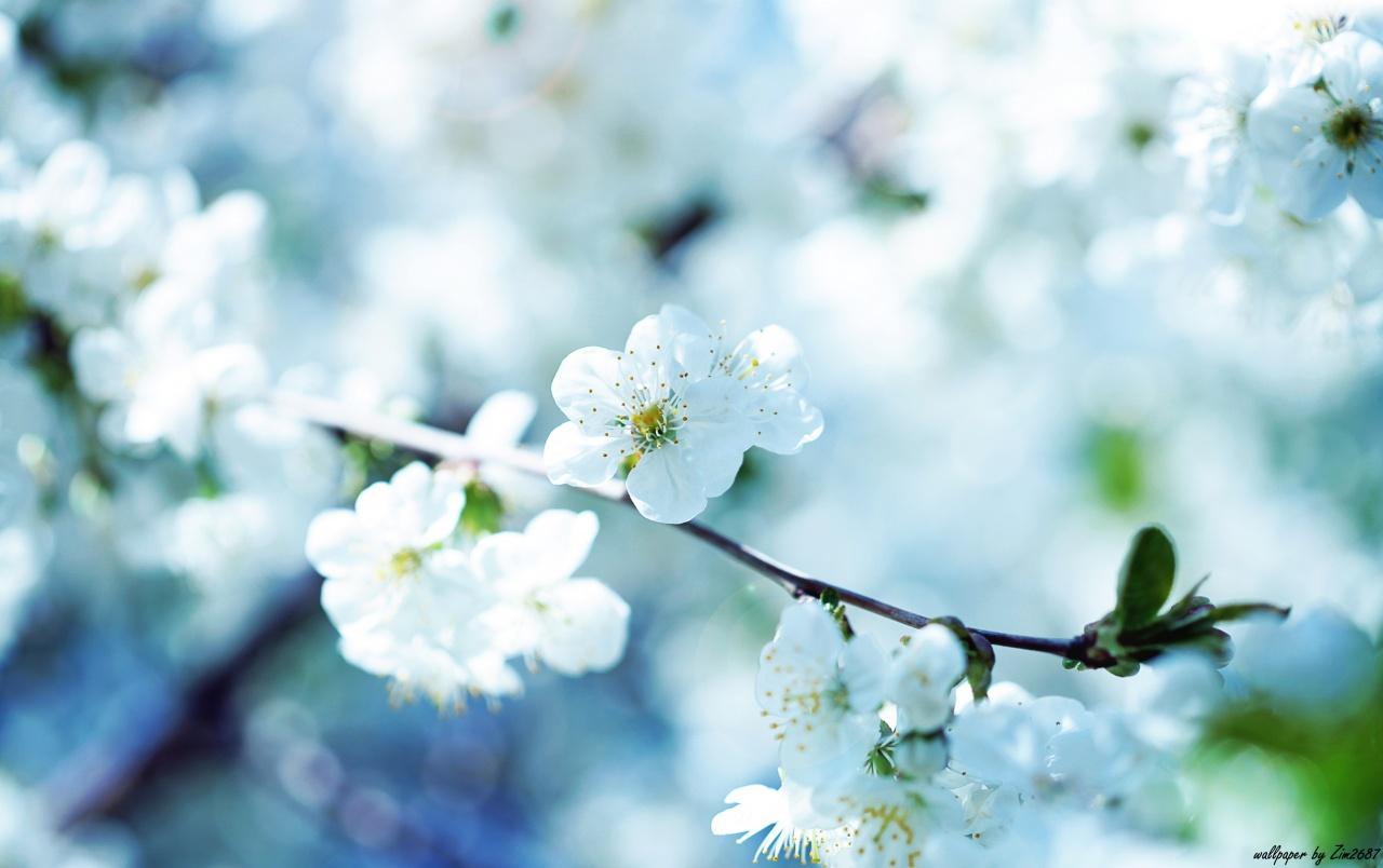 Cherry blossom wallpaper. Cherry blossom