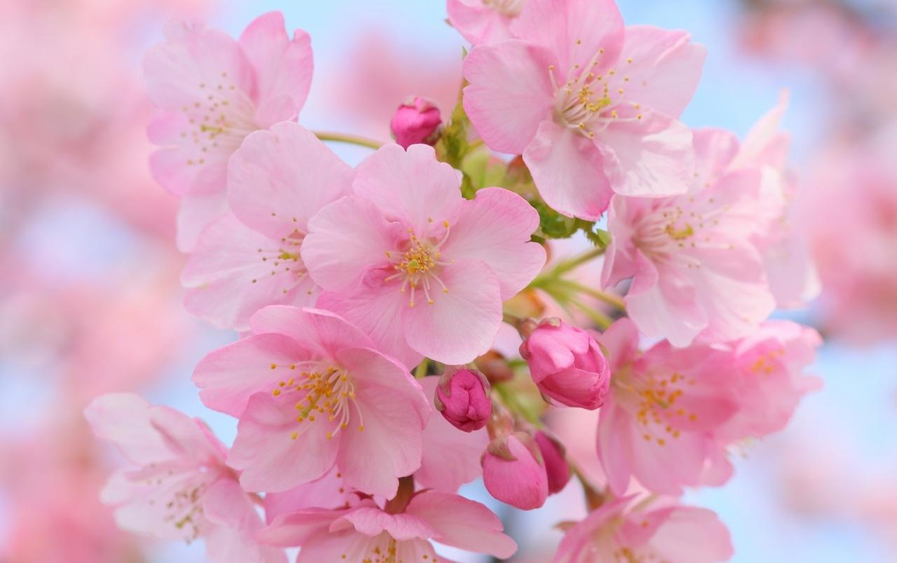 Pink Cherry Blossom Wallpaper Group , Download for free
