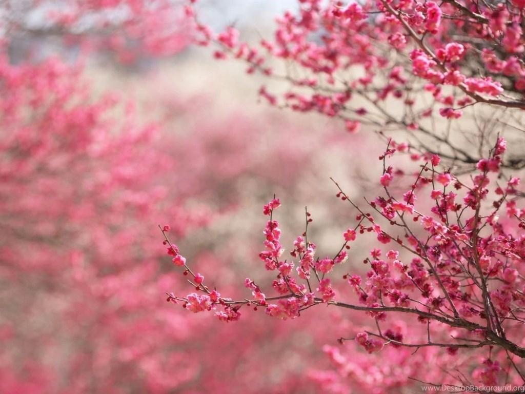 Cute Cherry Blossom Wallpaper DesktopGallery Of Home Design