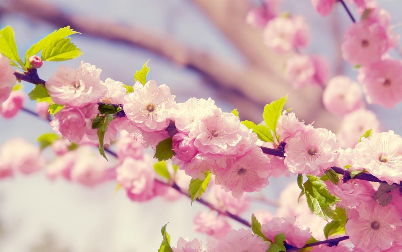 Japanese Cherry Blossom wallpaper. Japanese Cherry Blossom stock