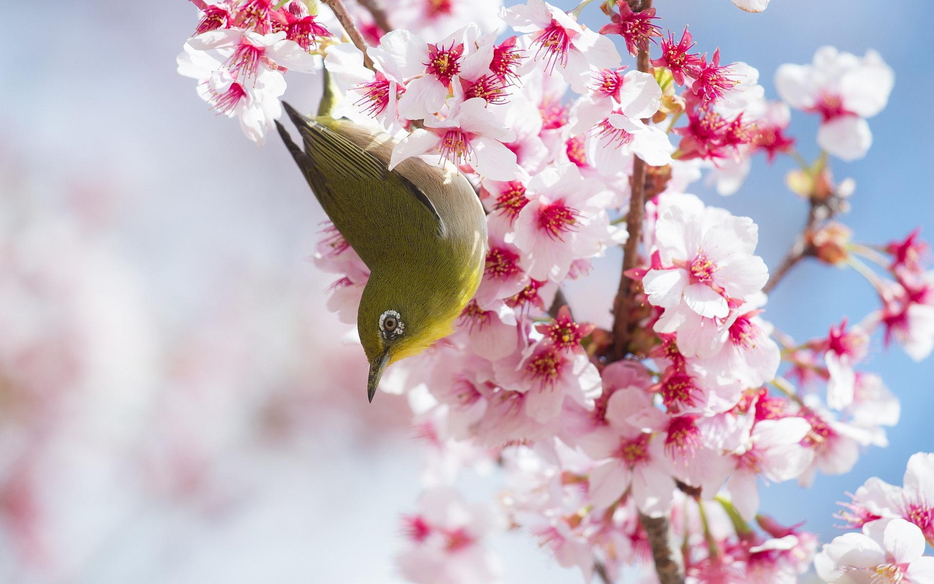Sakura Flower Wallpaper 1080p