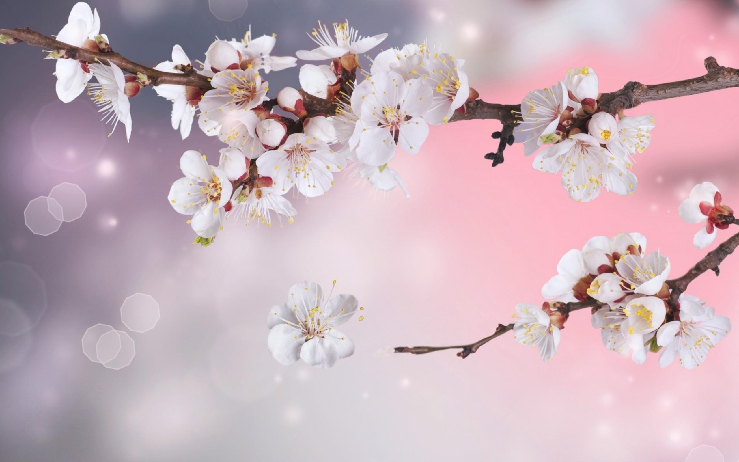 Blossom Wallpaper 17 X 1600