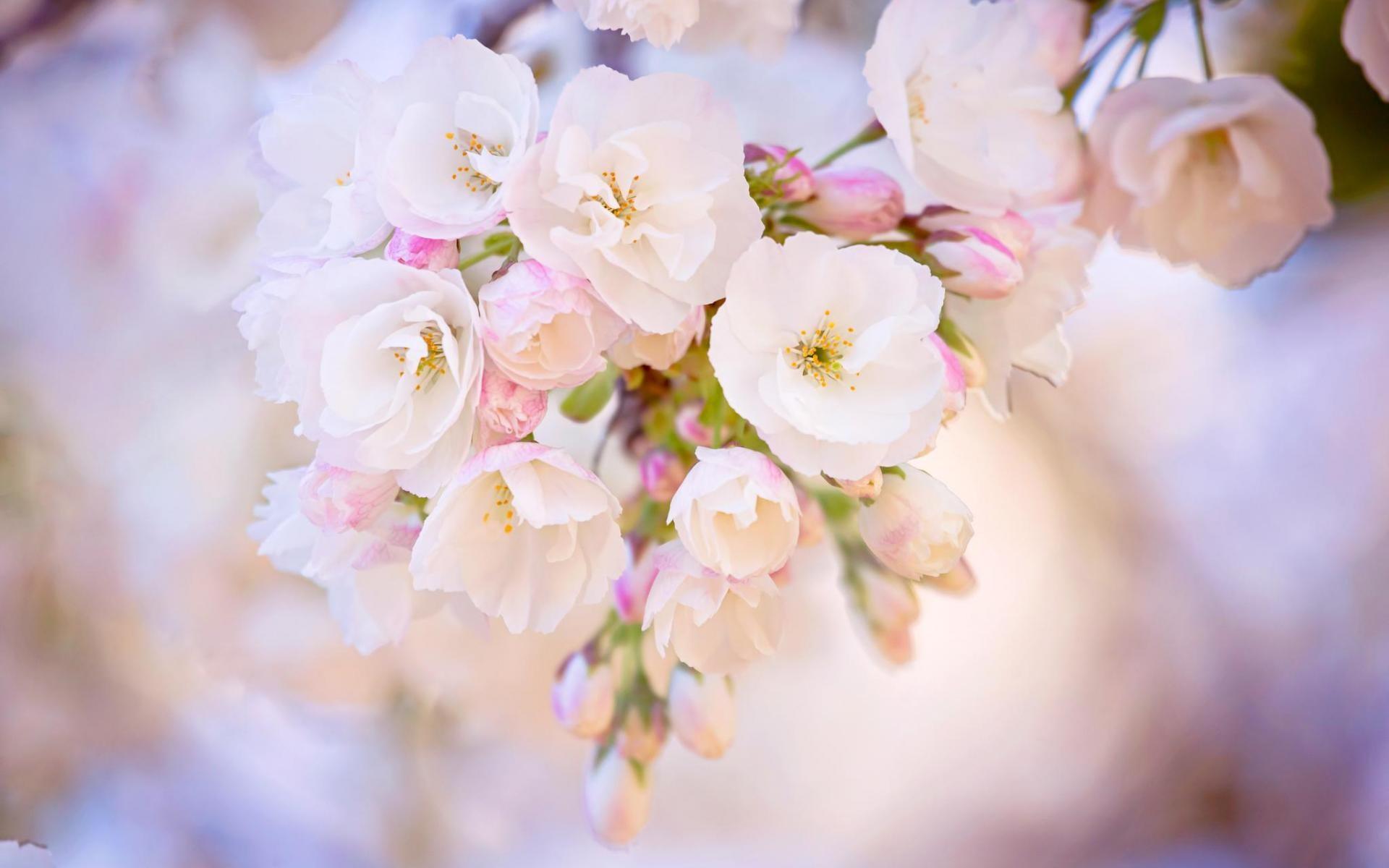 white cherry blossom wallpaper image download