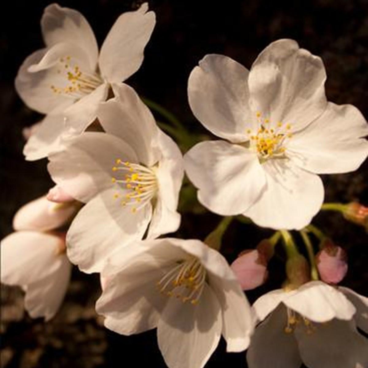 Cherry Blossom Wallpaper Alternatives and Similar Apps