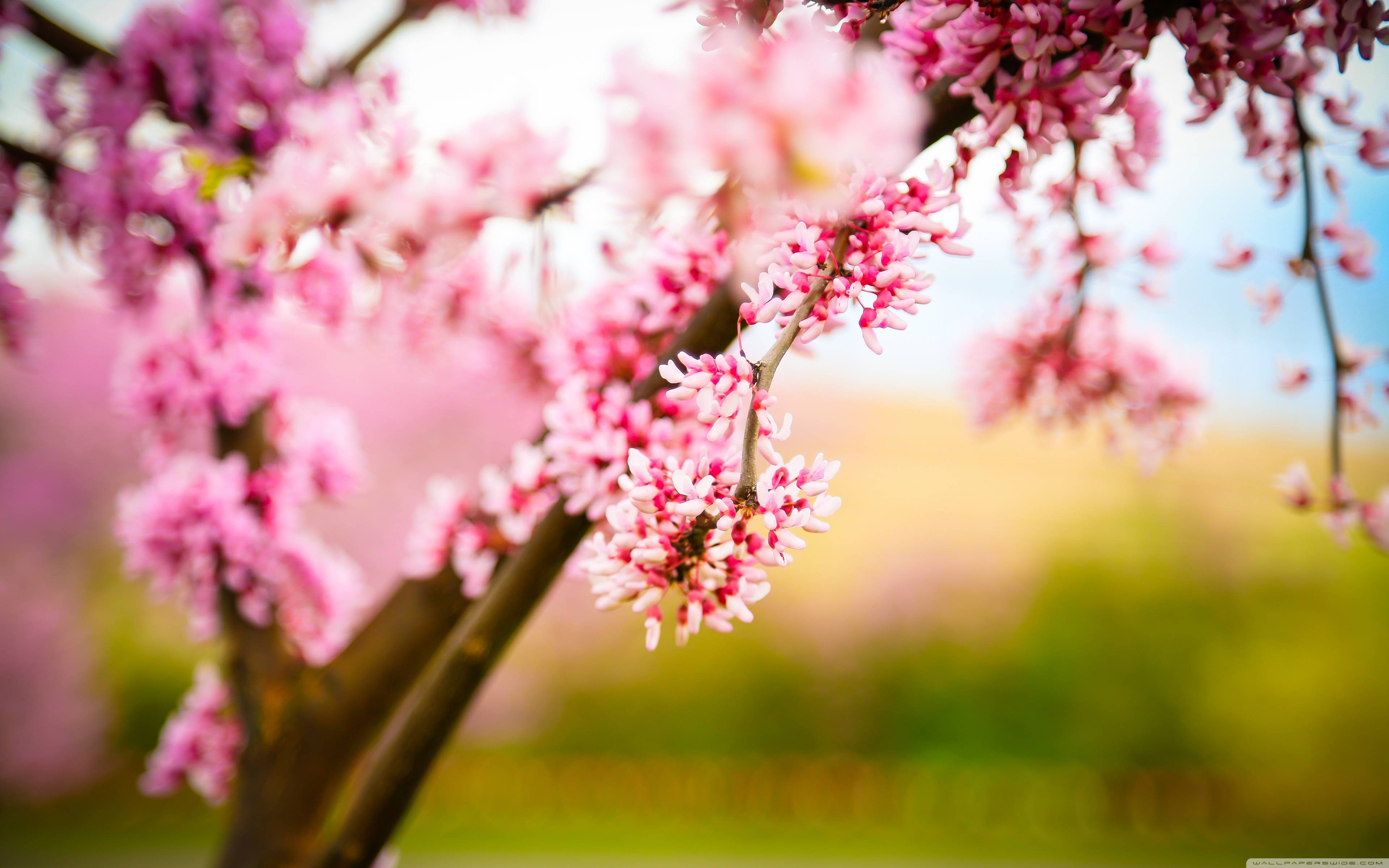 Cherry Blossom HD Wallpaper