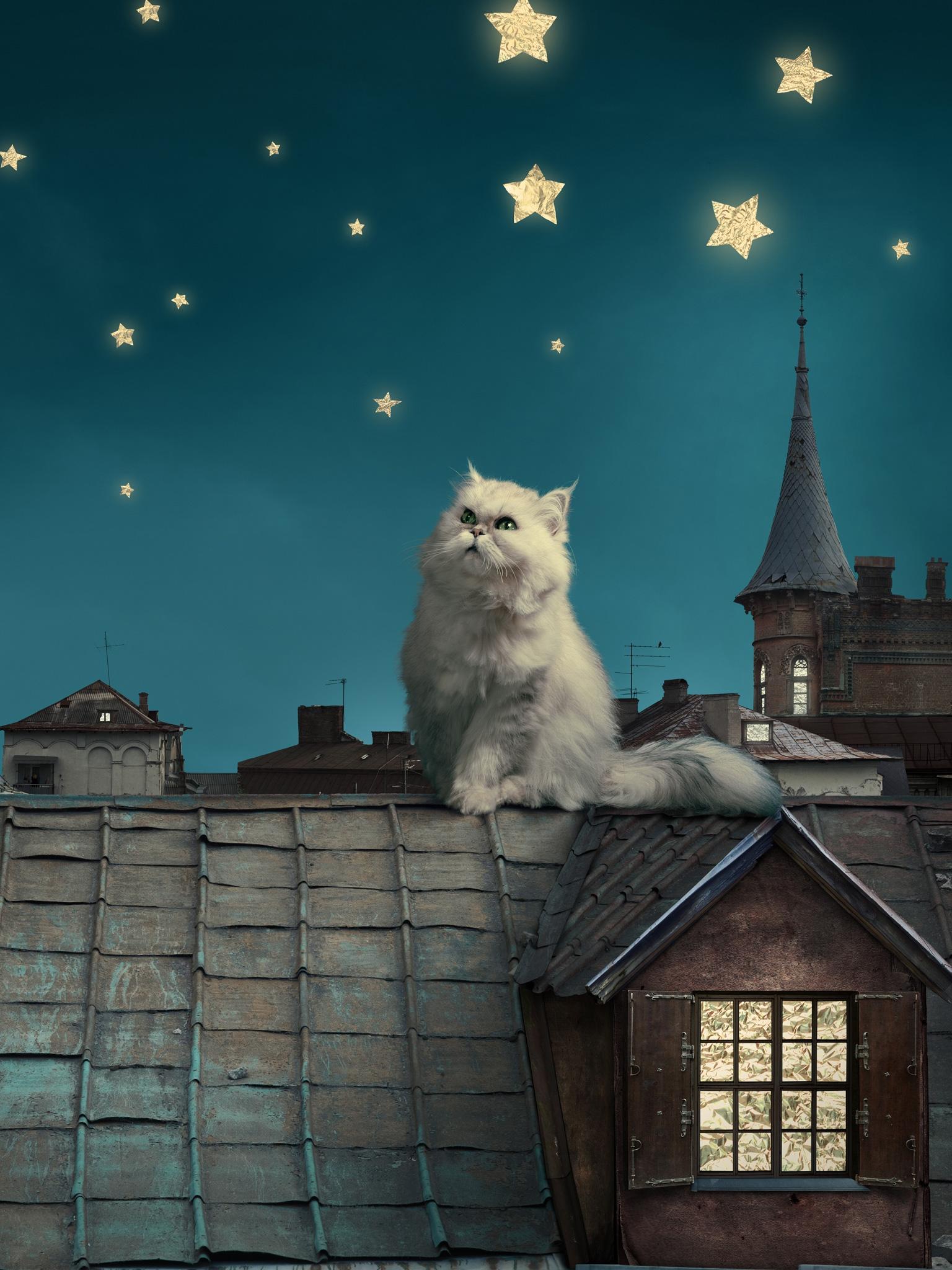 Persian (Houses, Stars, Night) HD Cat Wallpaper