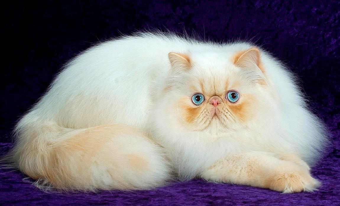 Free HD Desktop Wallpaper Download: White Persian Cat Wallpaper