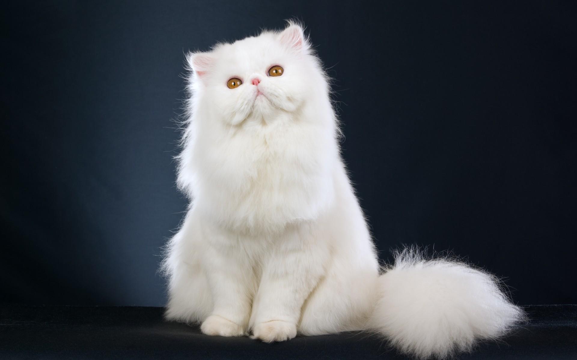 Persian cat wallpaper. PC