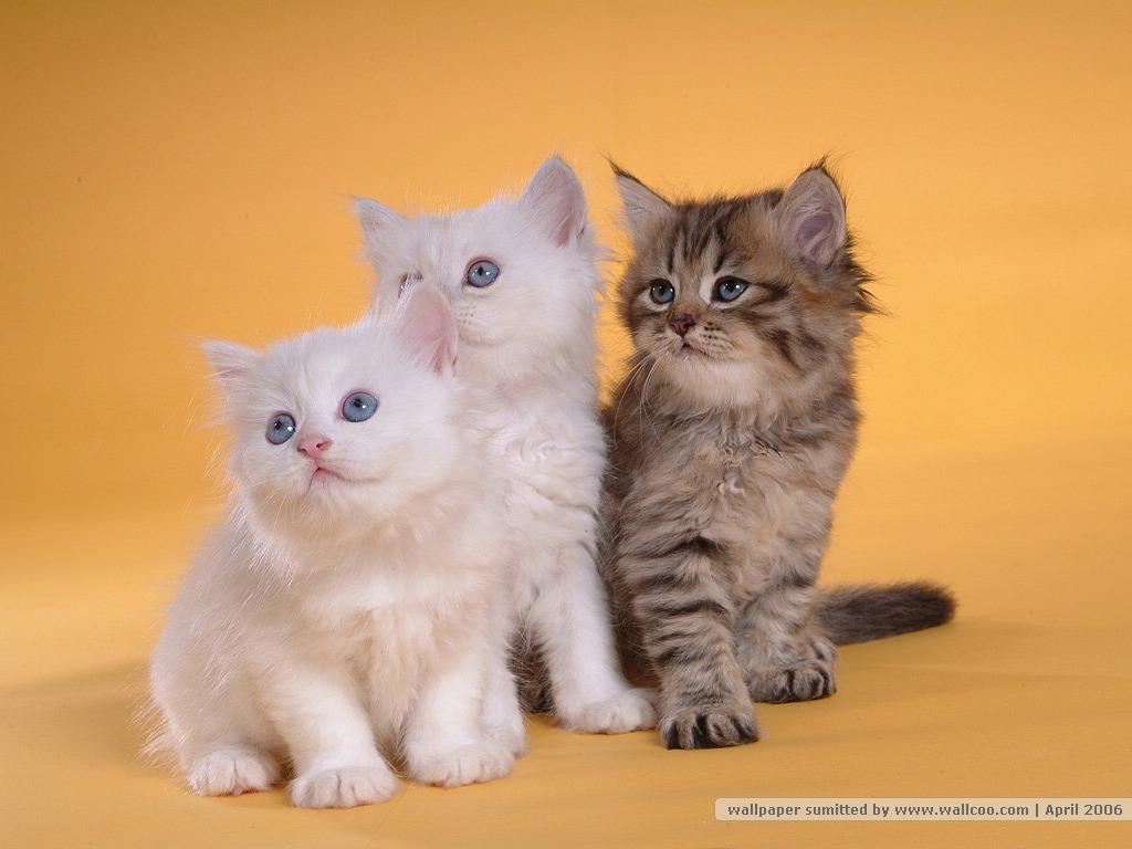 Persian Cat Wallpaper 35 Wallcoo Com Persian Cat Picture 80608