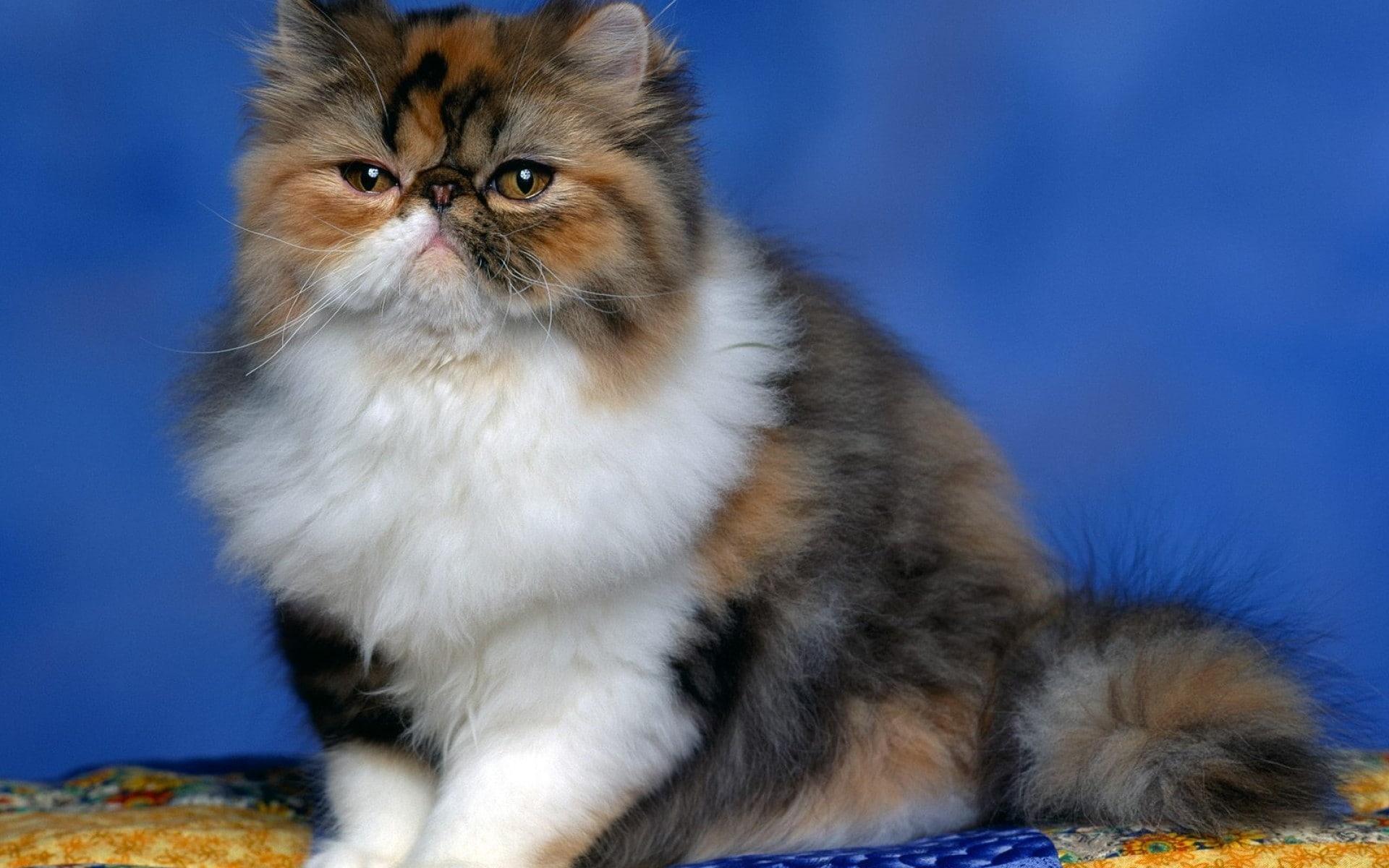 Persian Orange Fluffy Cat HD Wallpaper