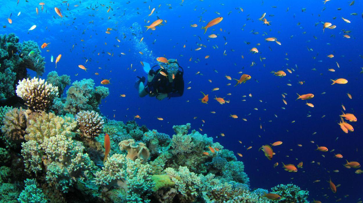 Scuba diving diver ocean sea underwater fish wallpaperx2904