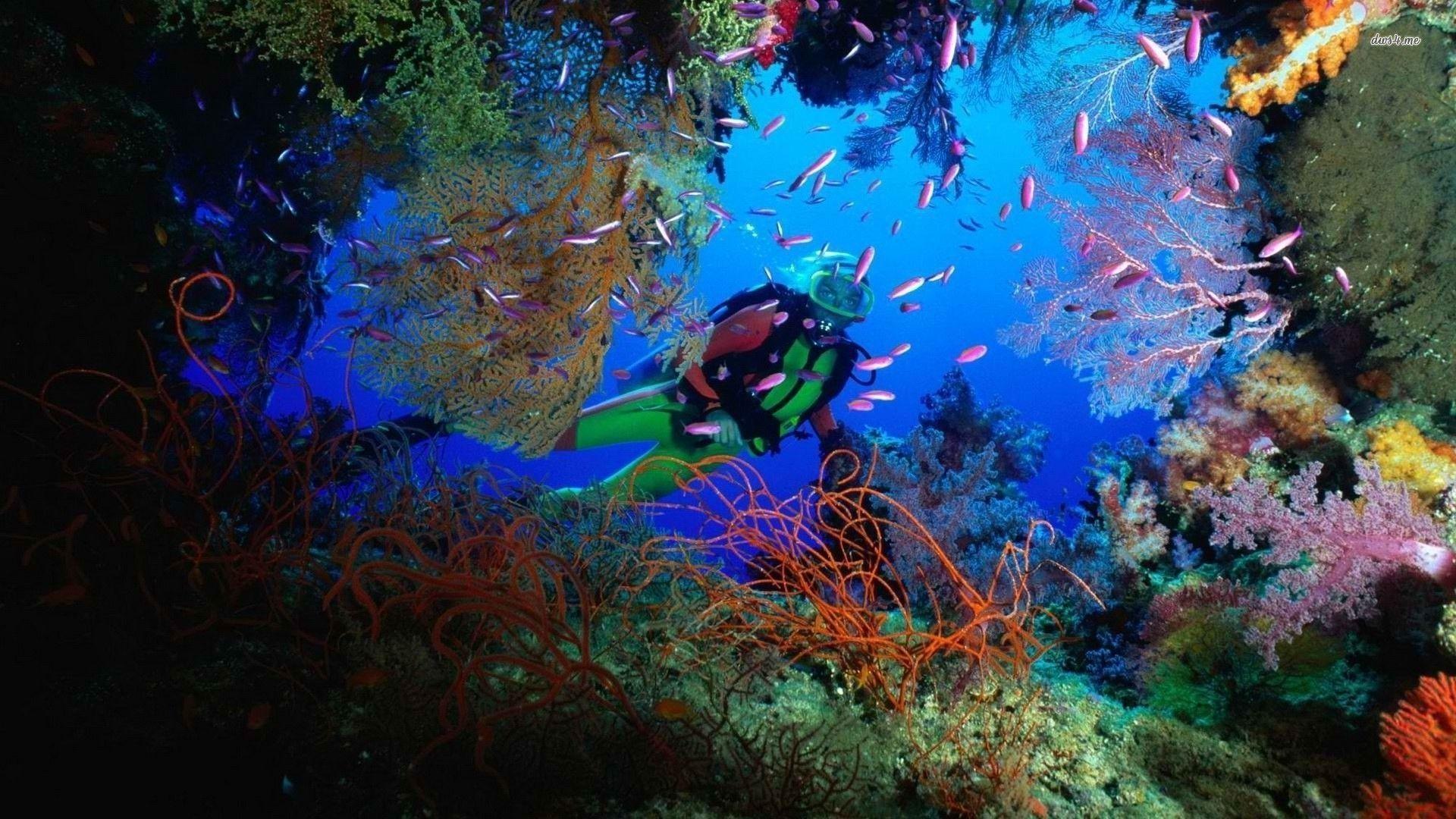 Scuba Wallpaper. Scuba Diver Coral Reef
