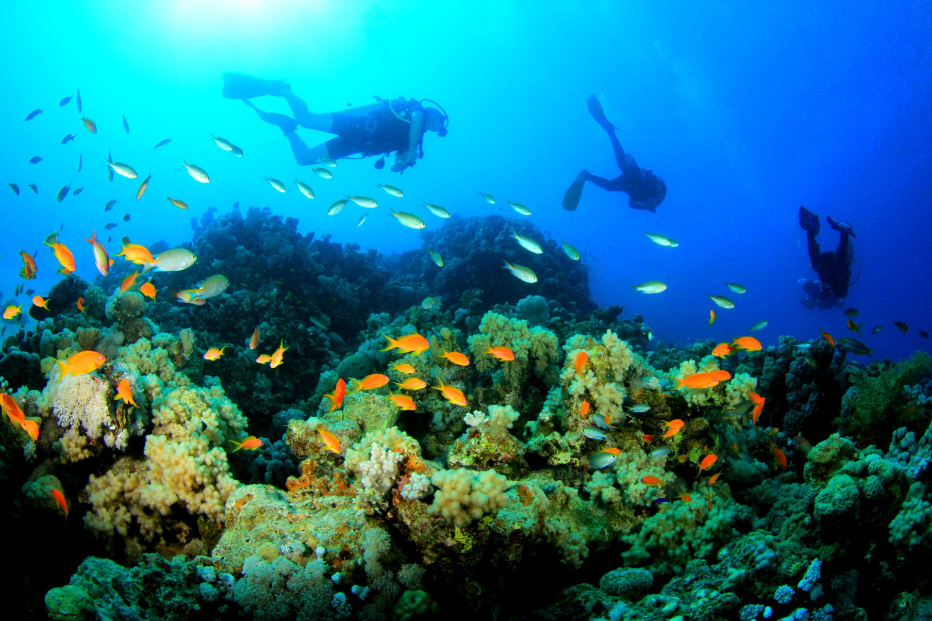 scuba diving wallpaper