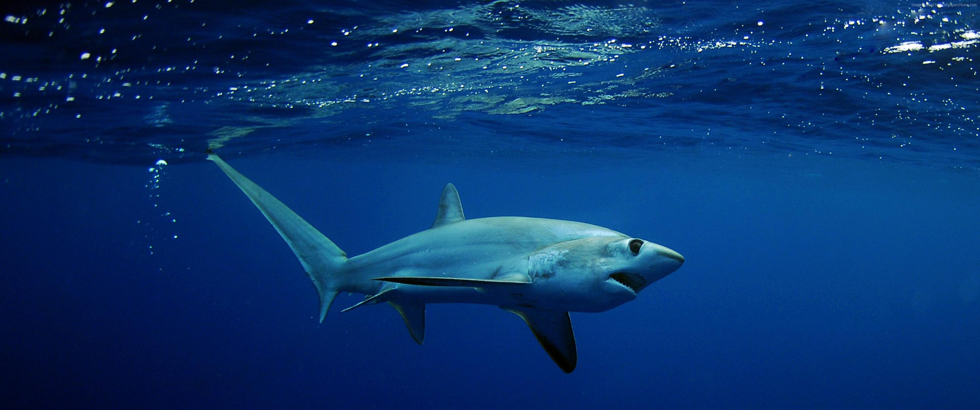 4k Wallpaper Shark Underwater Best Diving Sites Wallpaper