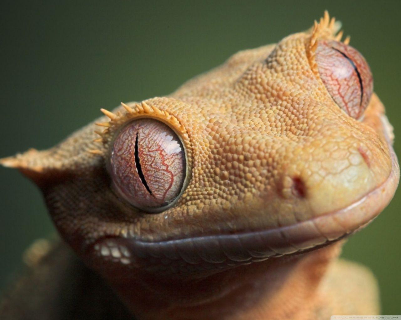 Crested Gecko Close Up. Crested Geckos & Vivariums
