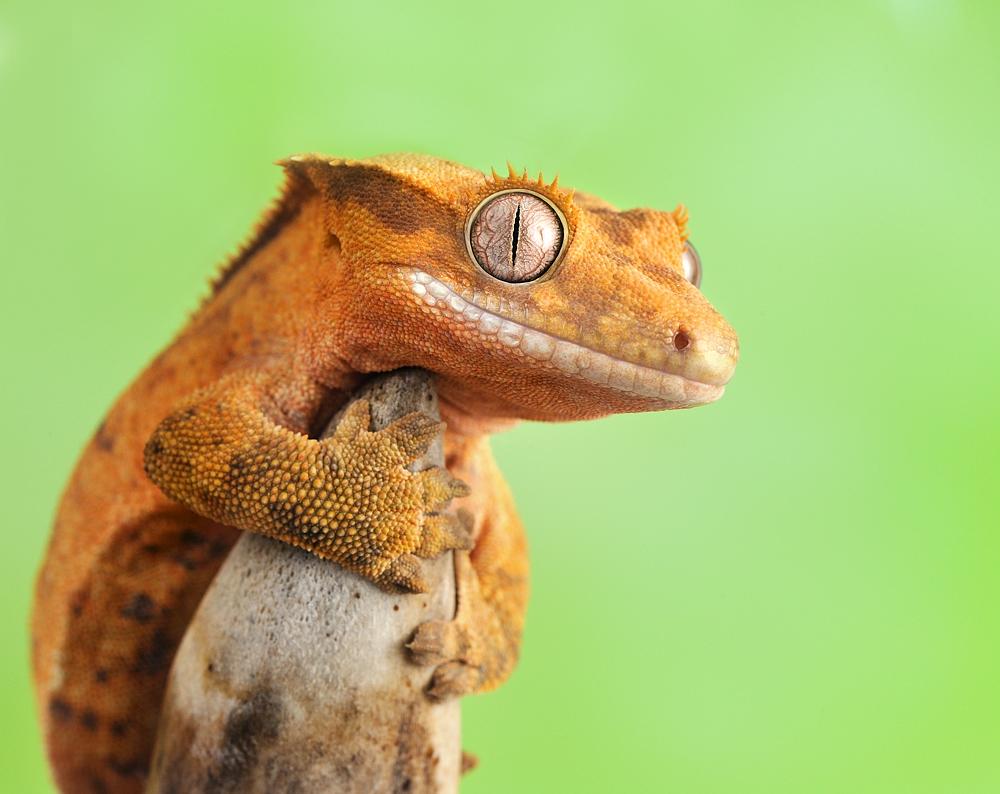 Crested Gecko Habitat Wallpaper 1. Smurf Zoo About Animals