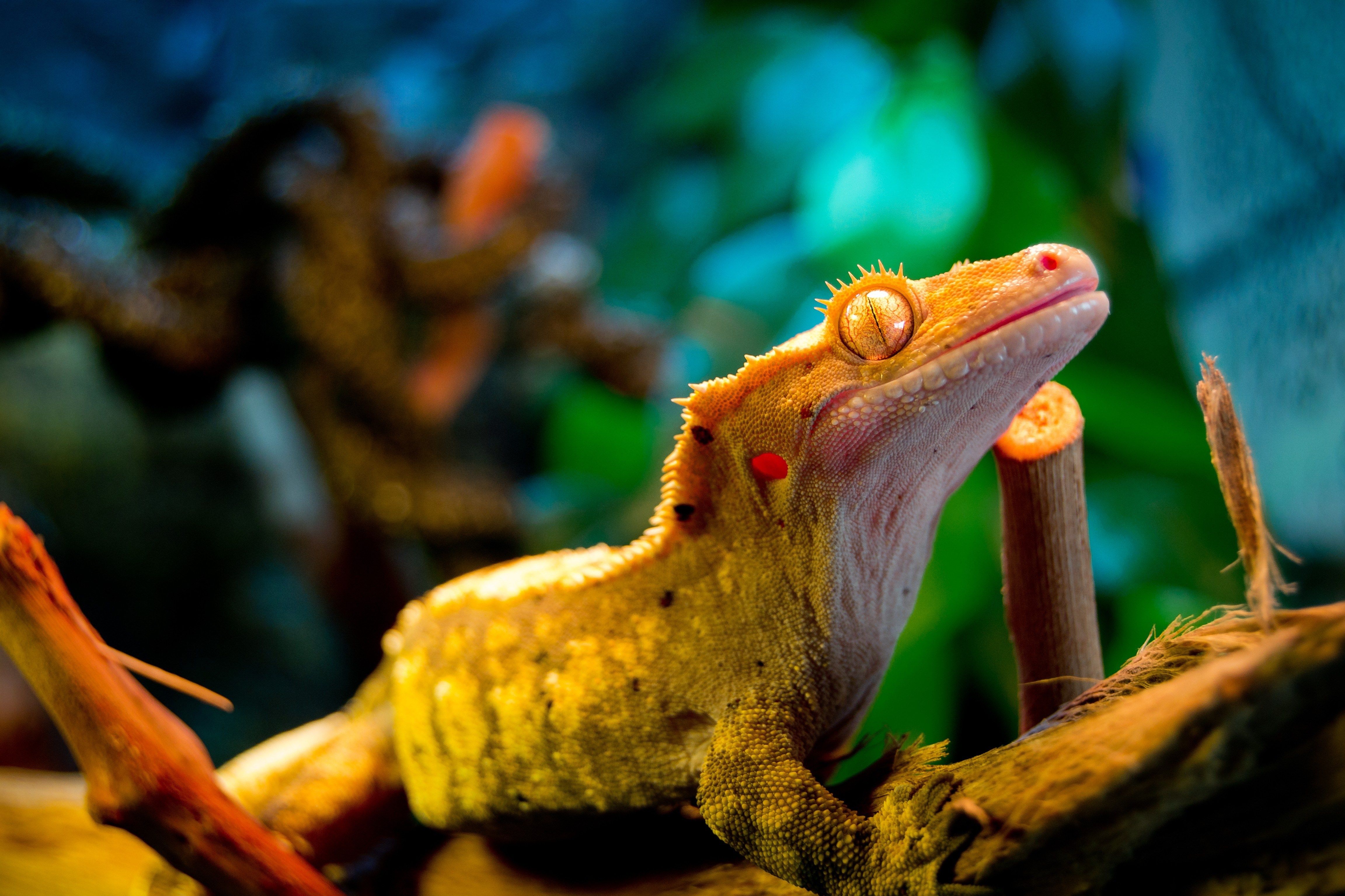 4k wallpaper gecko (4608x3072). Herps At Home. Crested
