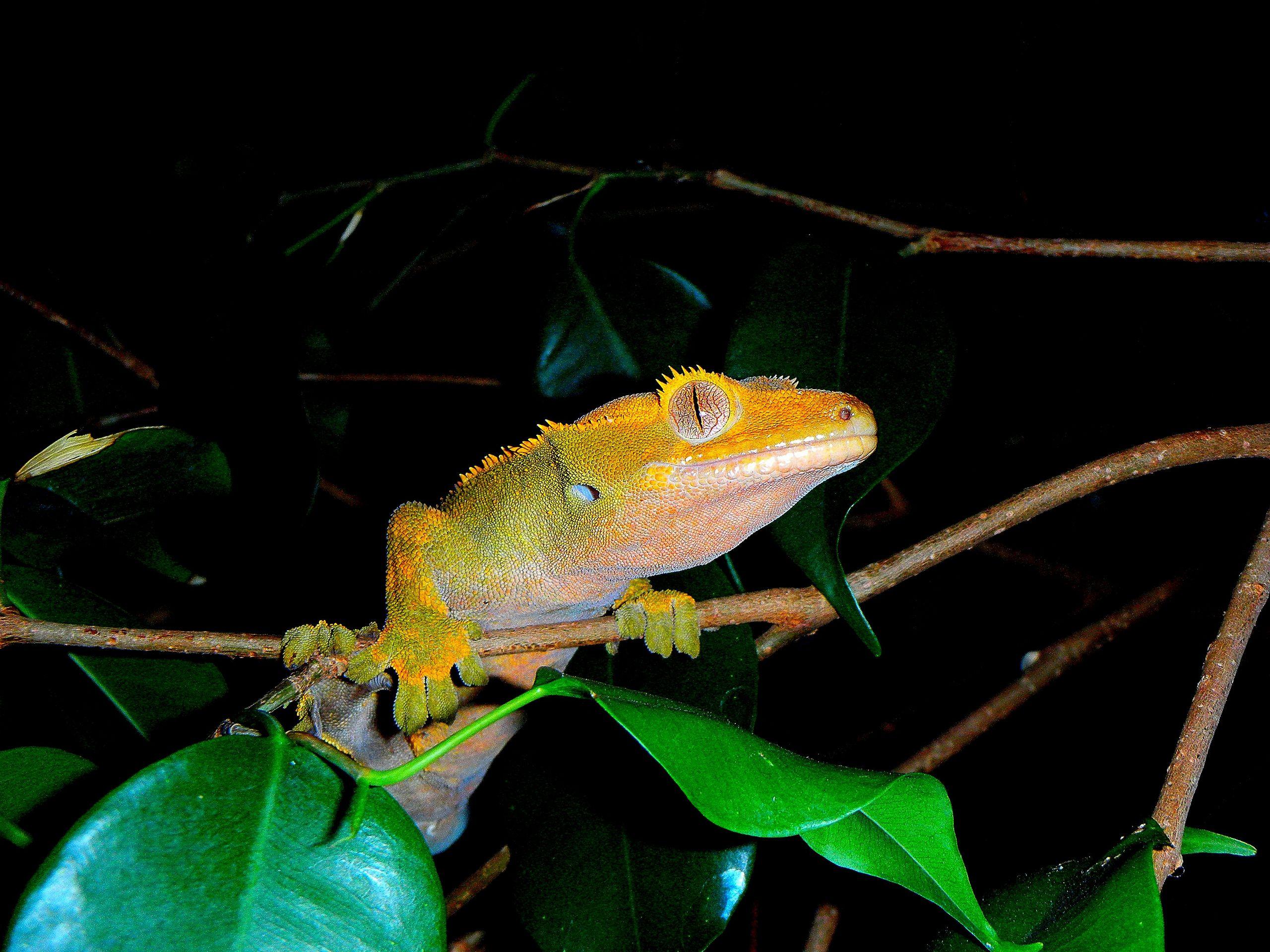 Reptiles image FLAME ORANGE FEMALE CRESTED GECKO CLOSE UP EYES HD