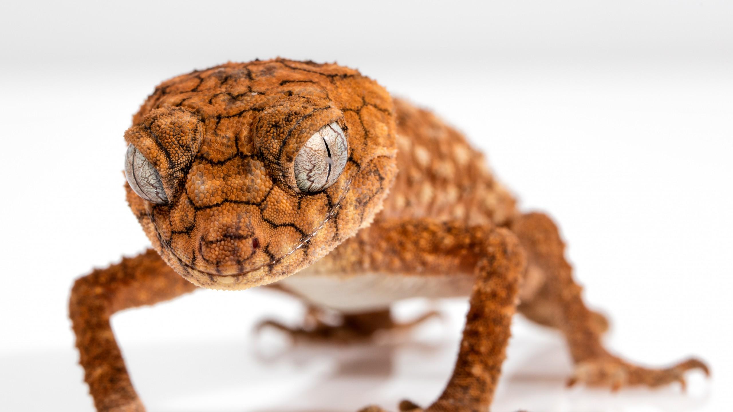 Wallpaper Gecko, Caledonian Crested Gecko, Reptile, Lizard, Close Up