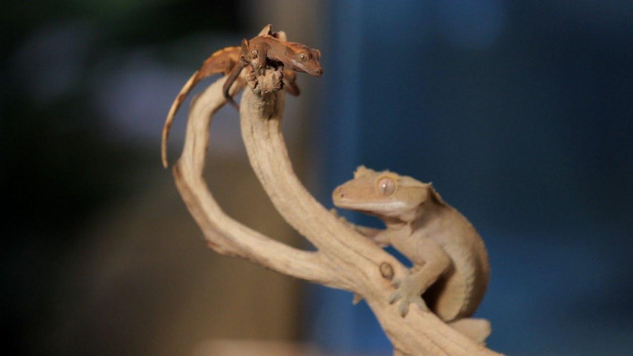 Cool Facts about Crested Geckos