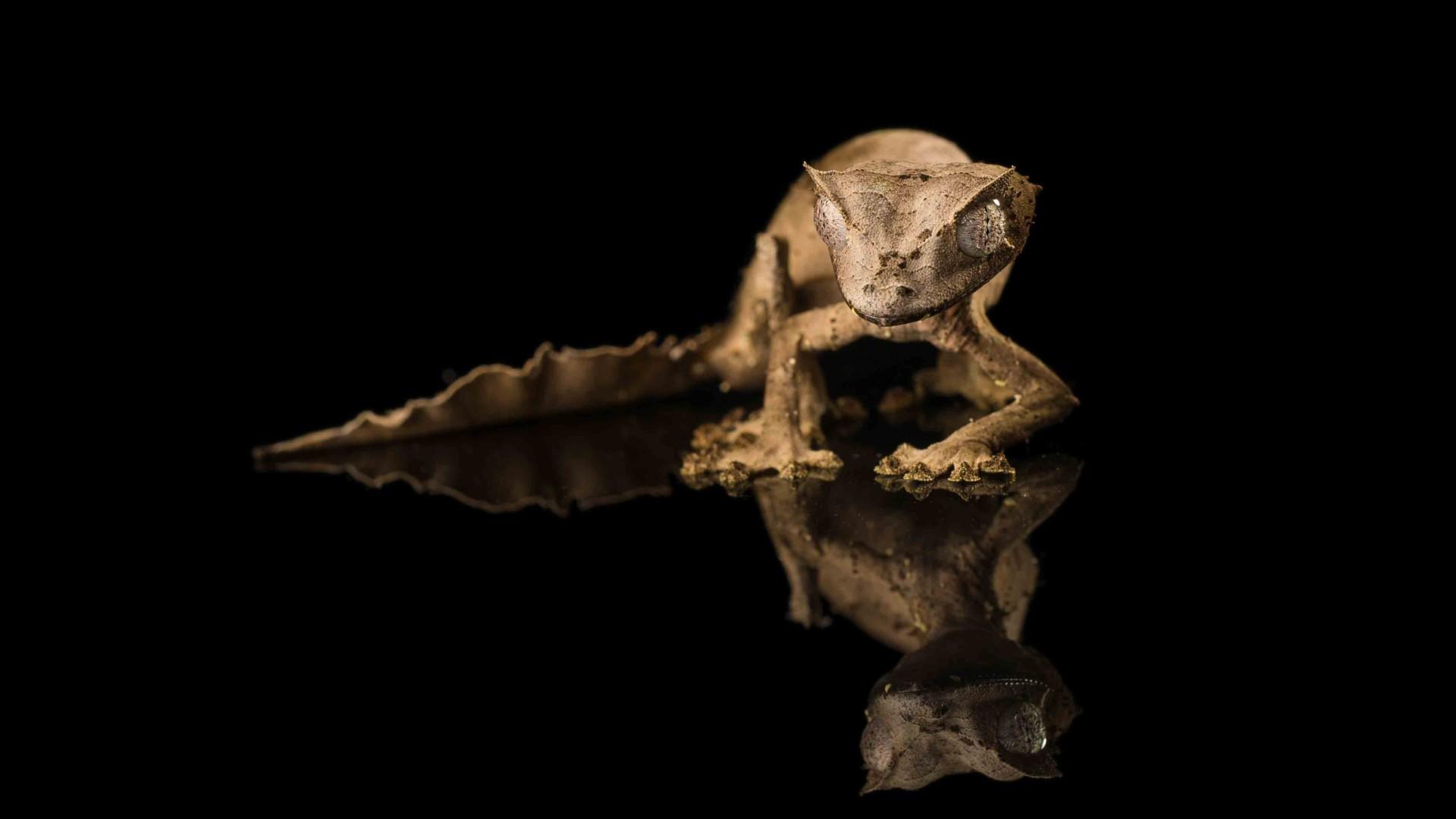 Wallpaper Tiger Gecko, reflection, black background, reptile, eyes