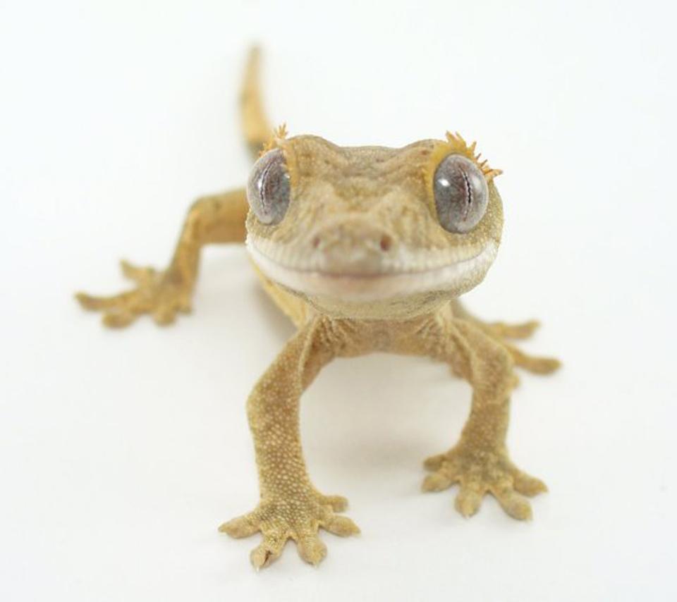 Photo Crested Gecko in the album Animal Wallpaper